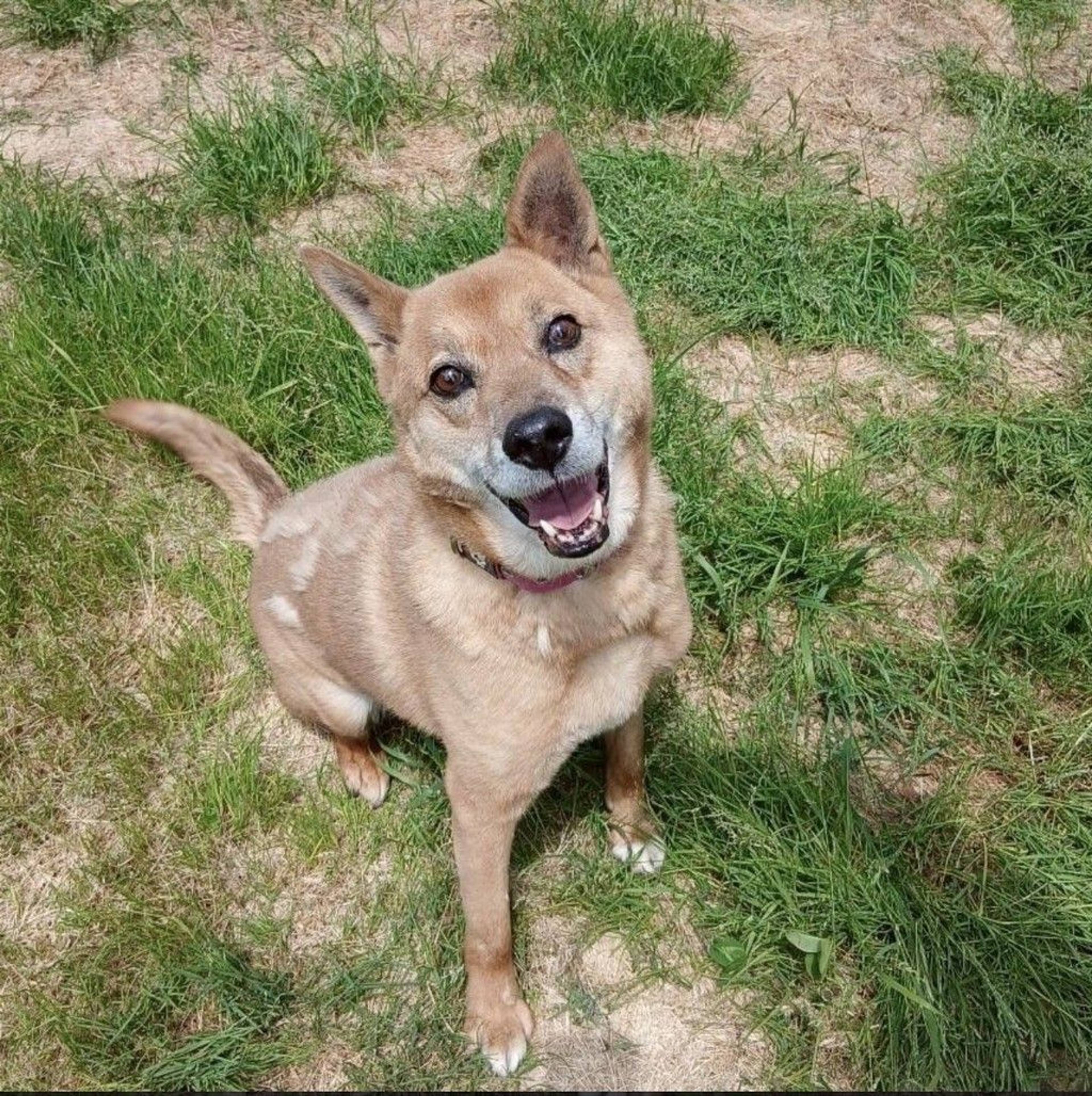 雑種（ミックス犬）・オスの里親募集の写真