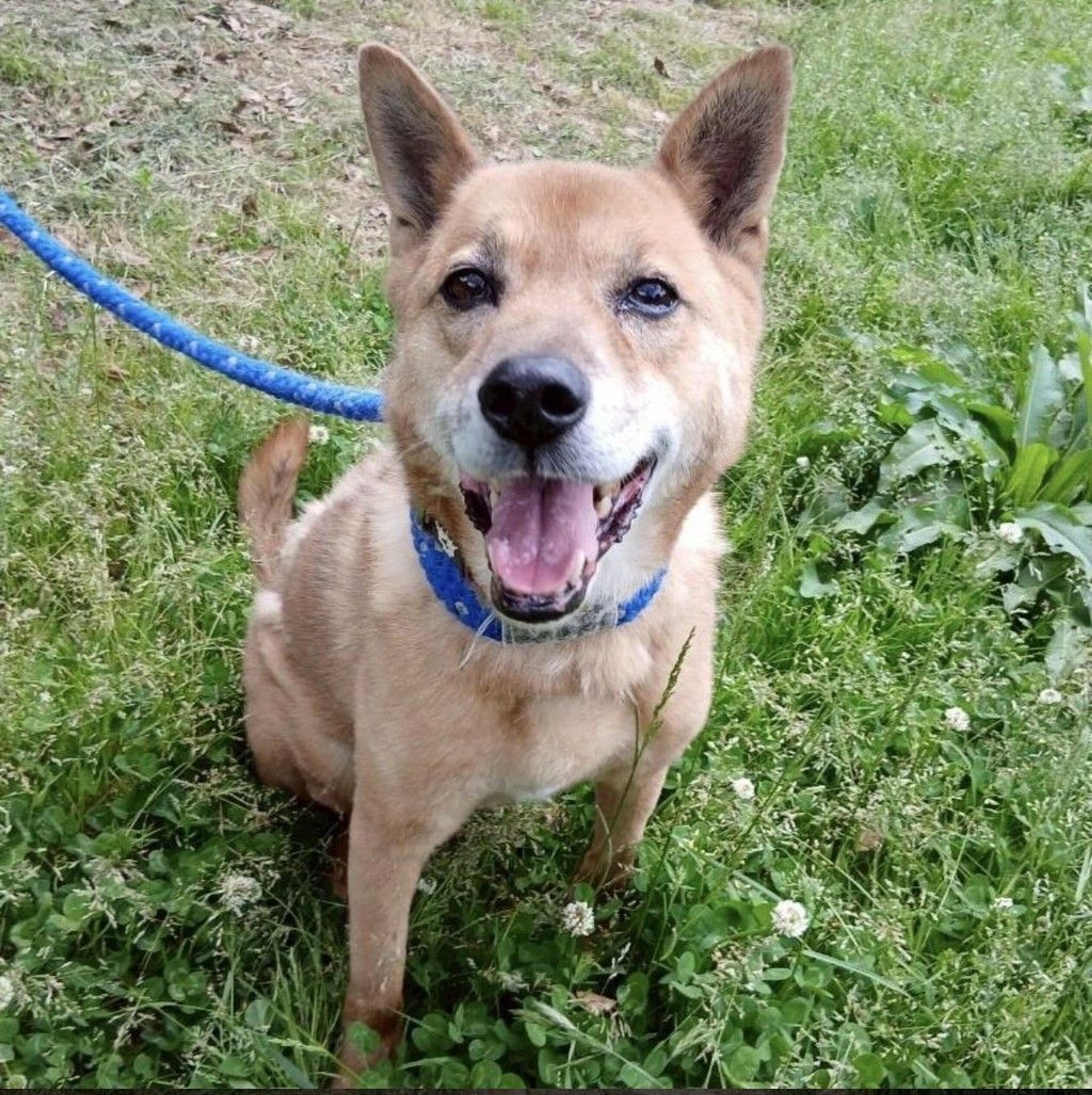 pet-image-2