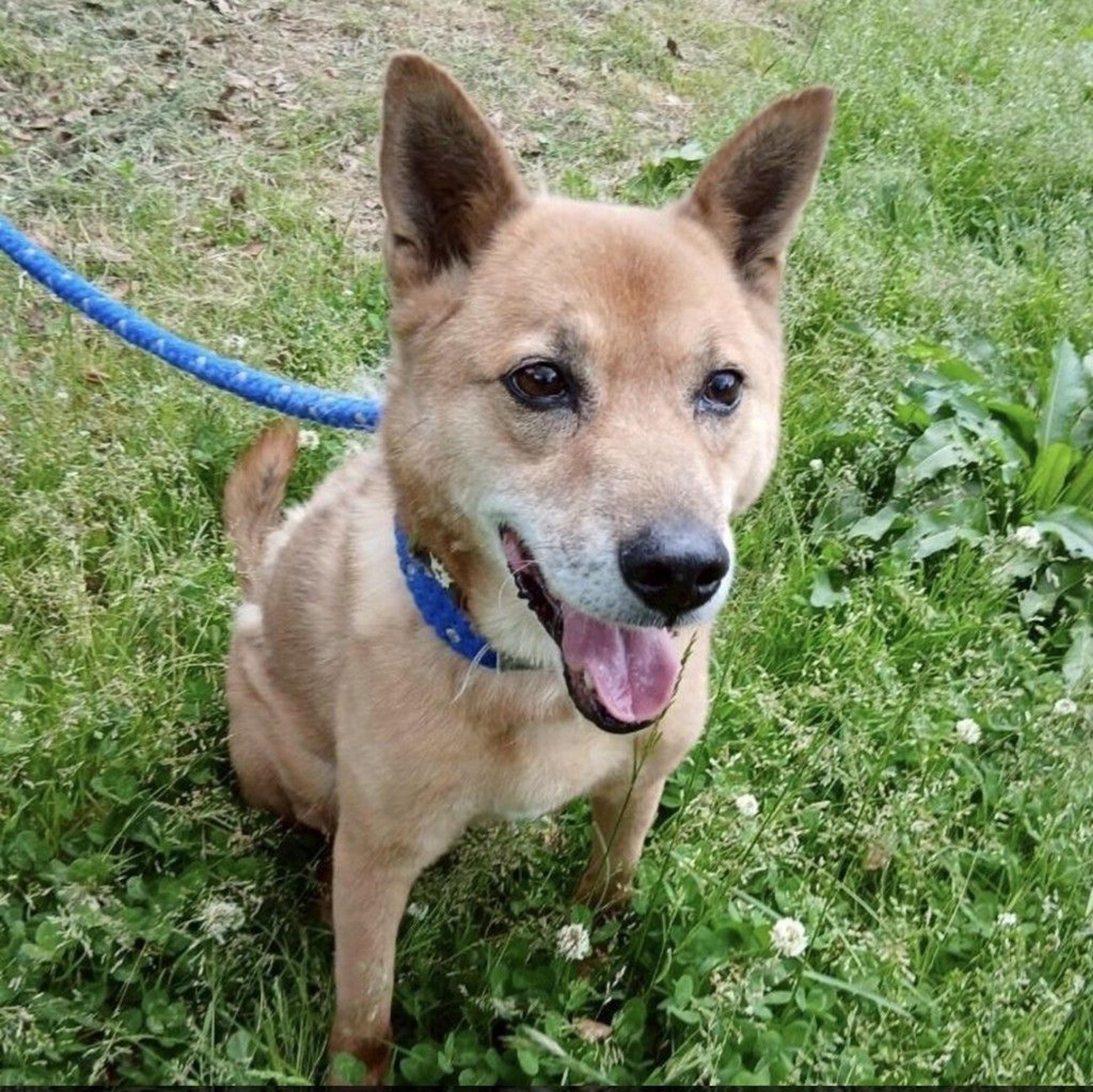 pet-image-3