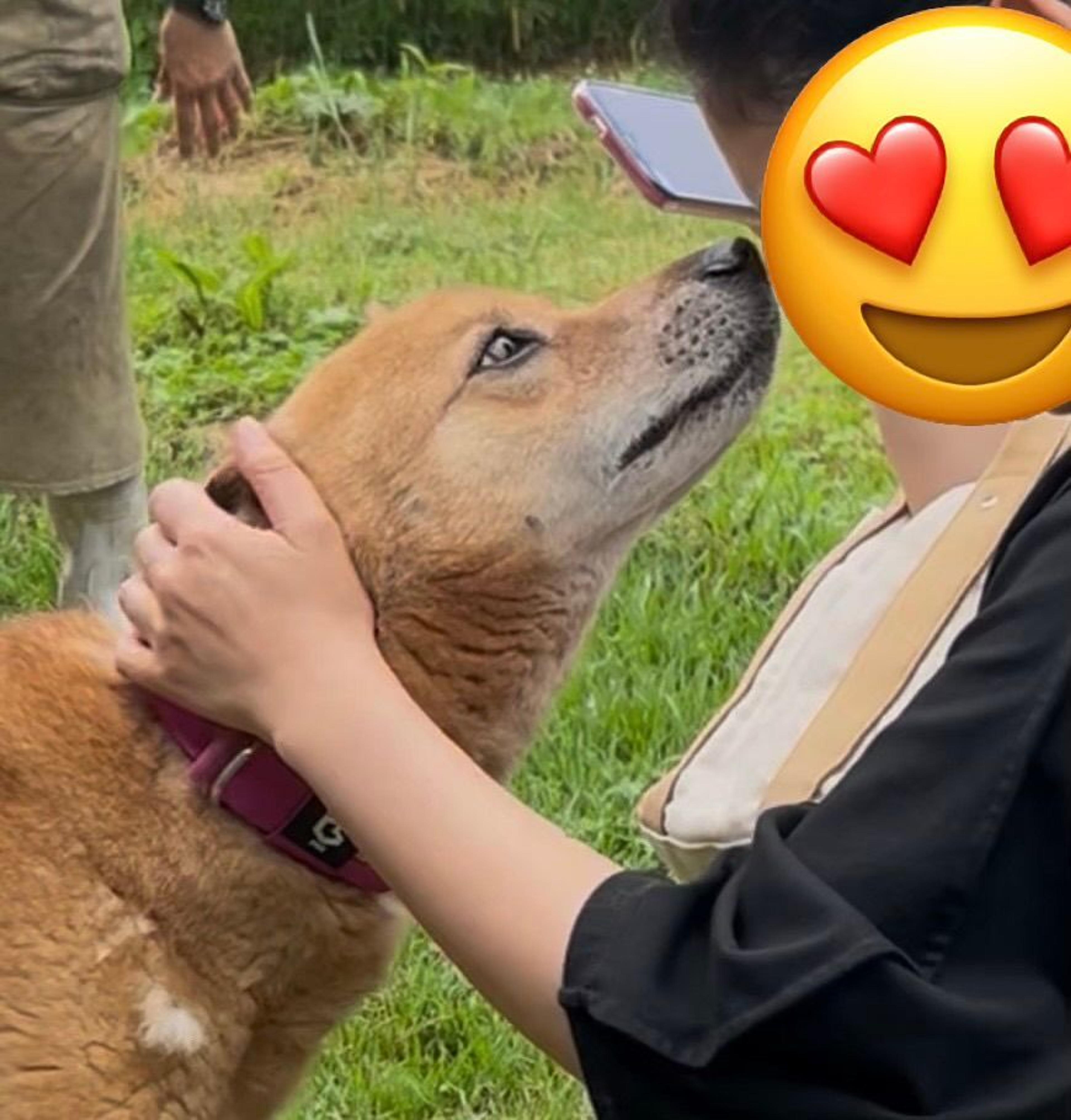 pet-image-4