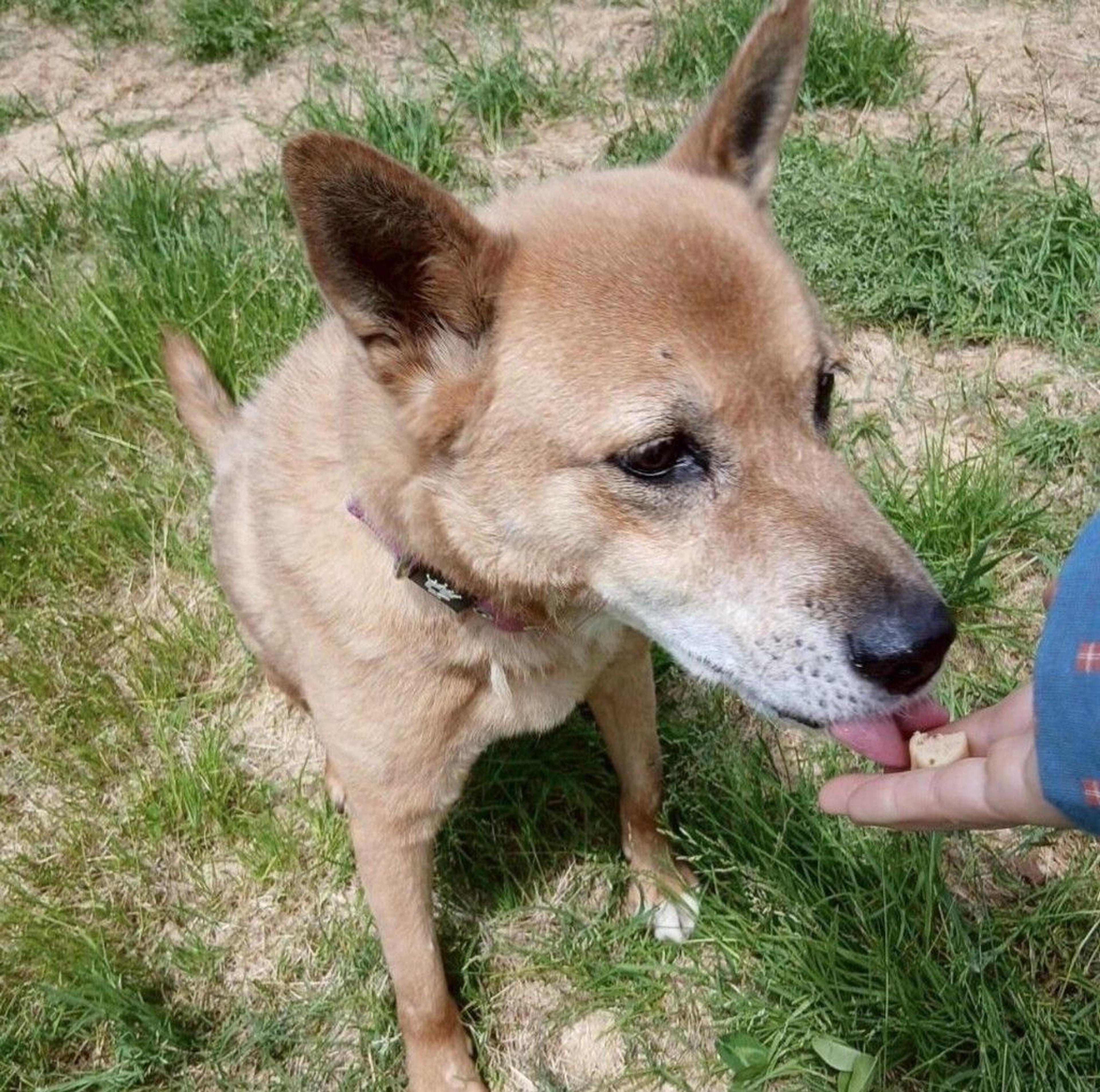 pet-image-7