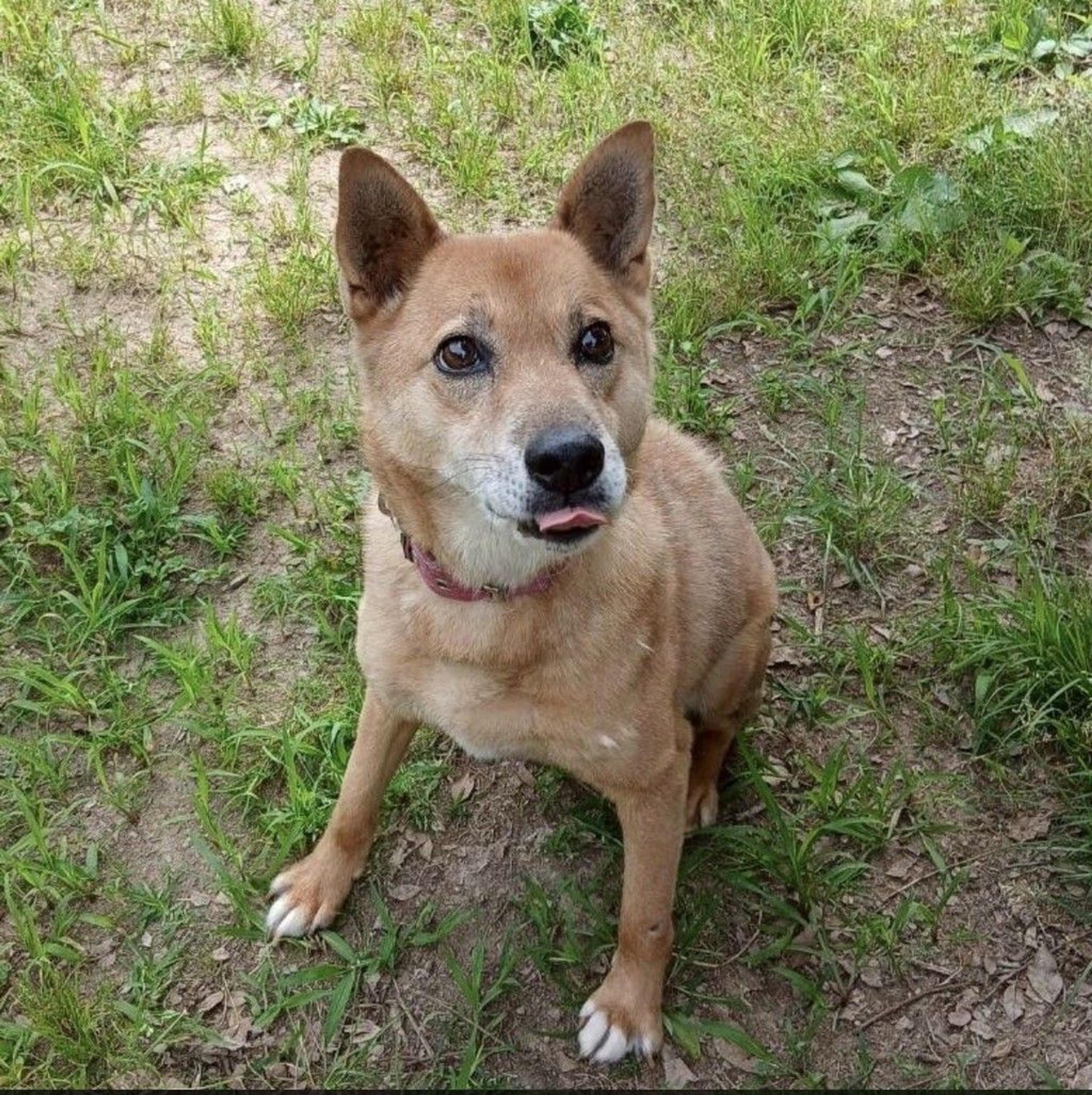 pet-image-8