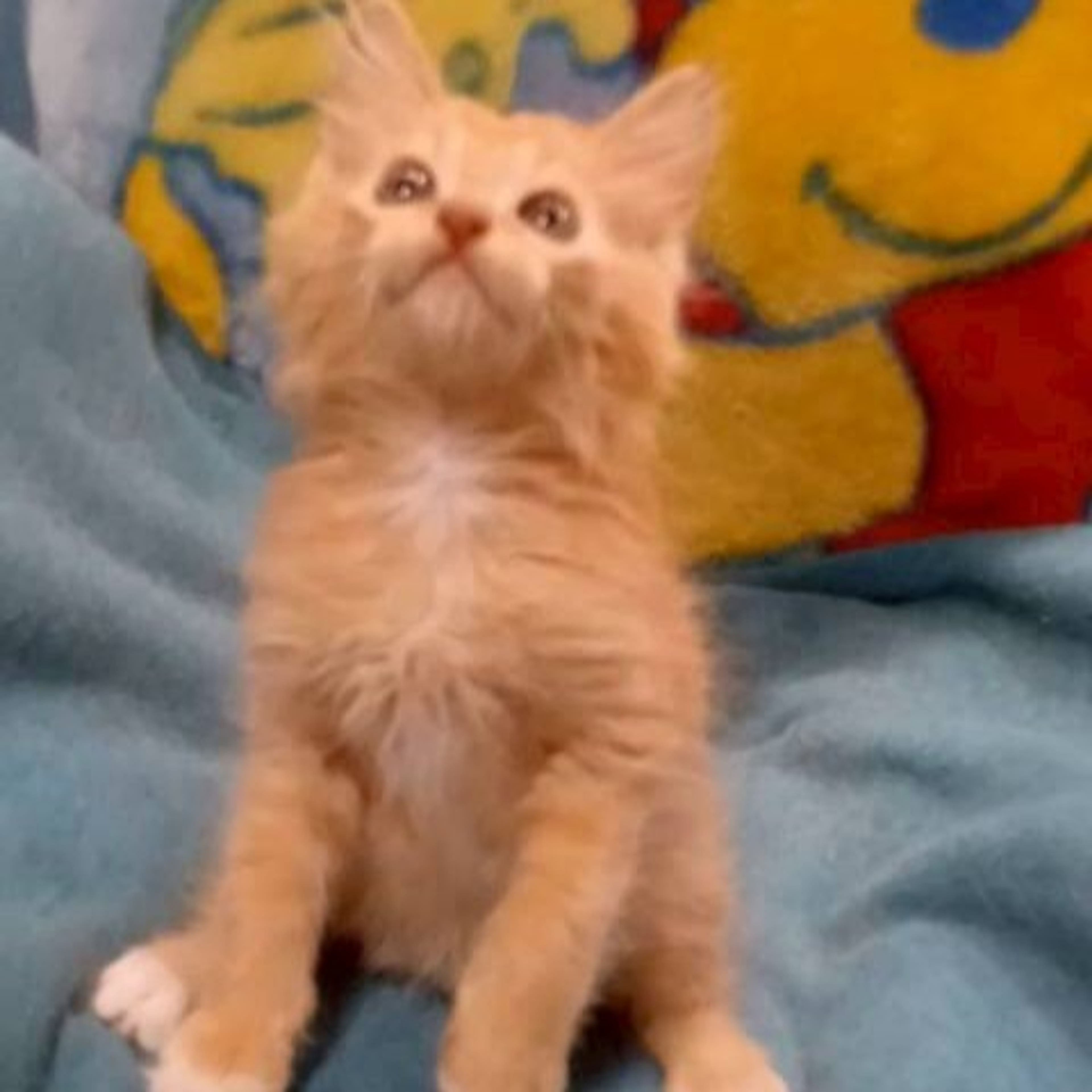 pet-image-3