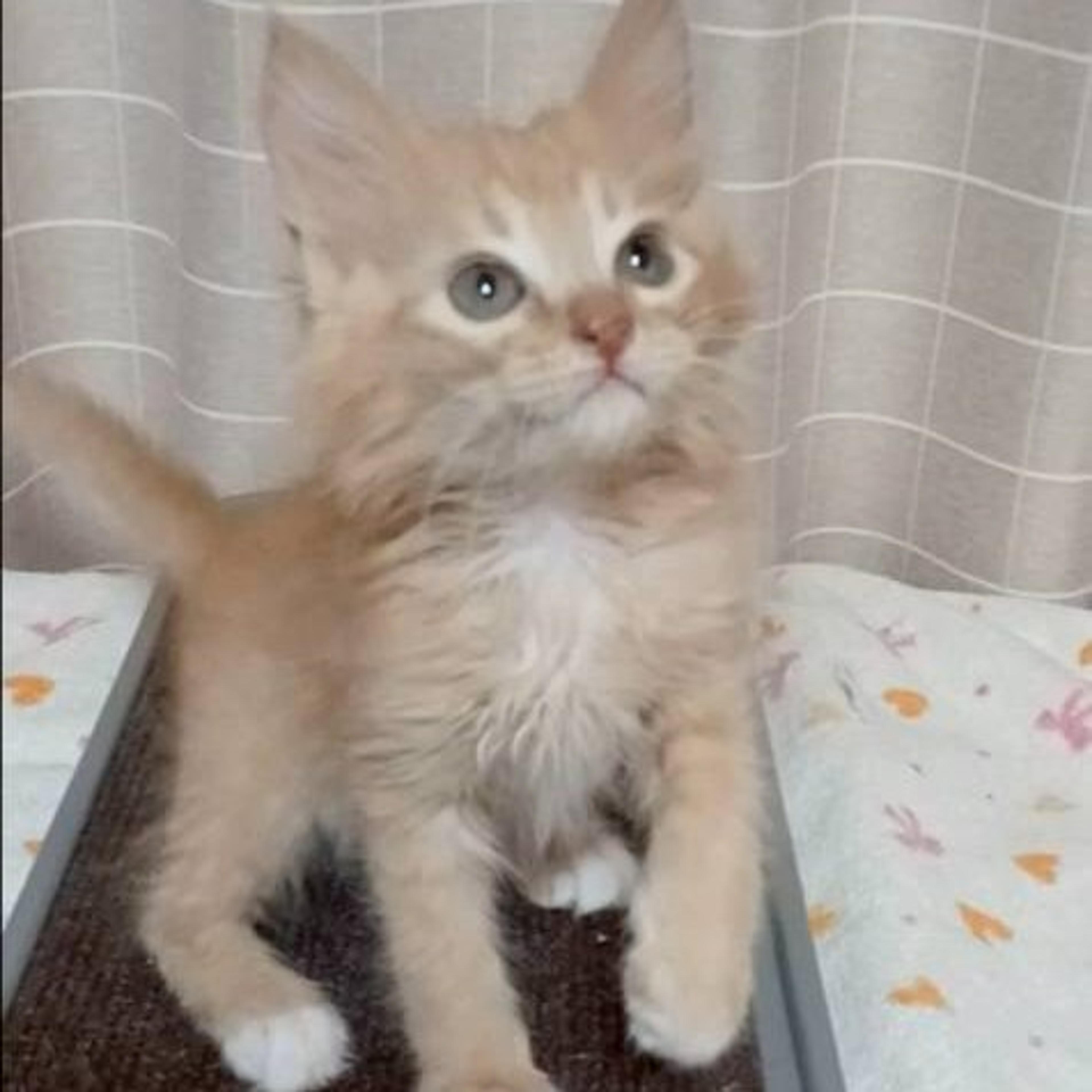 pet-image-4