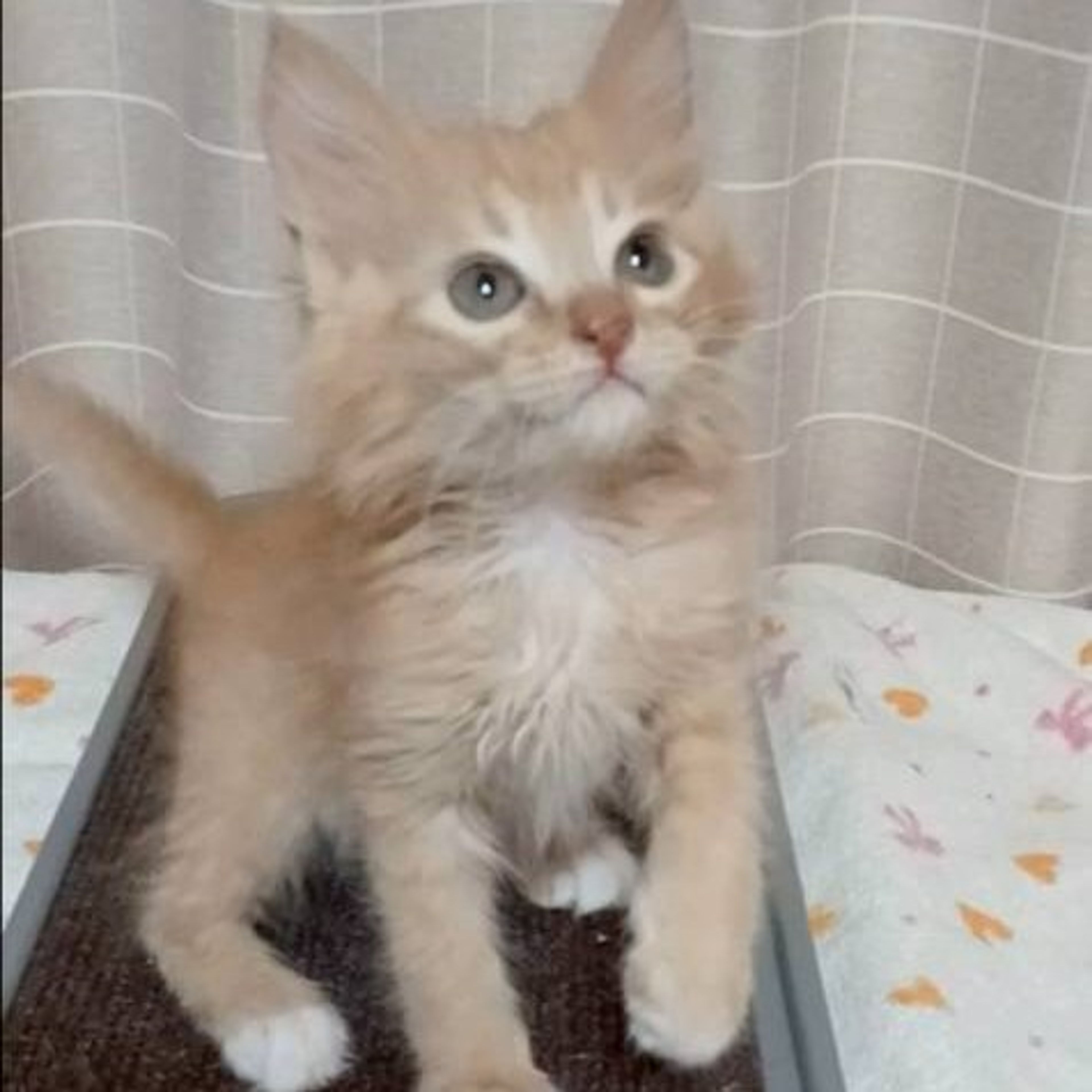 pet-image-4