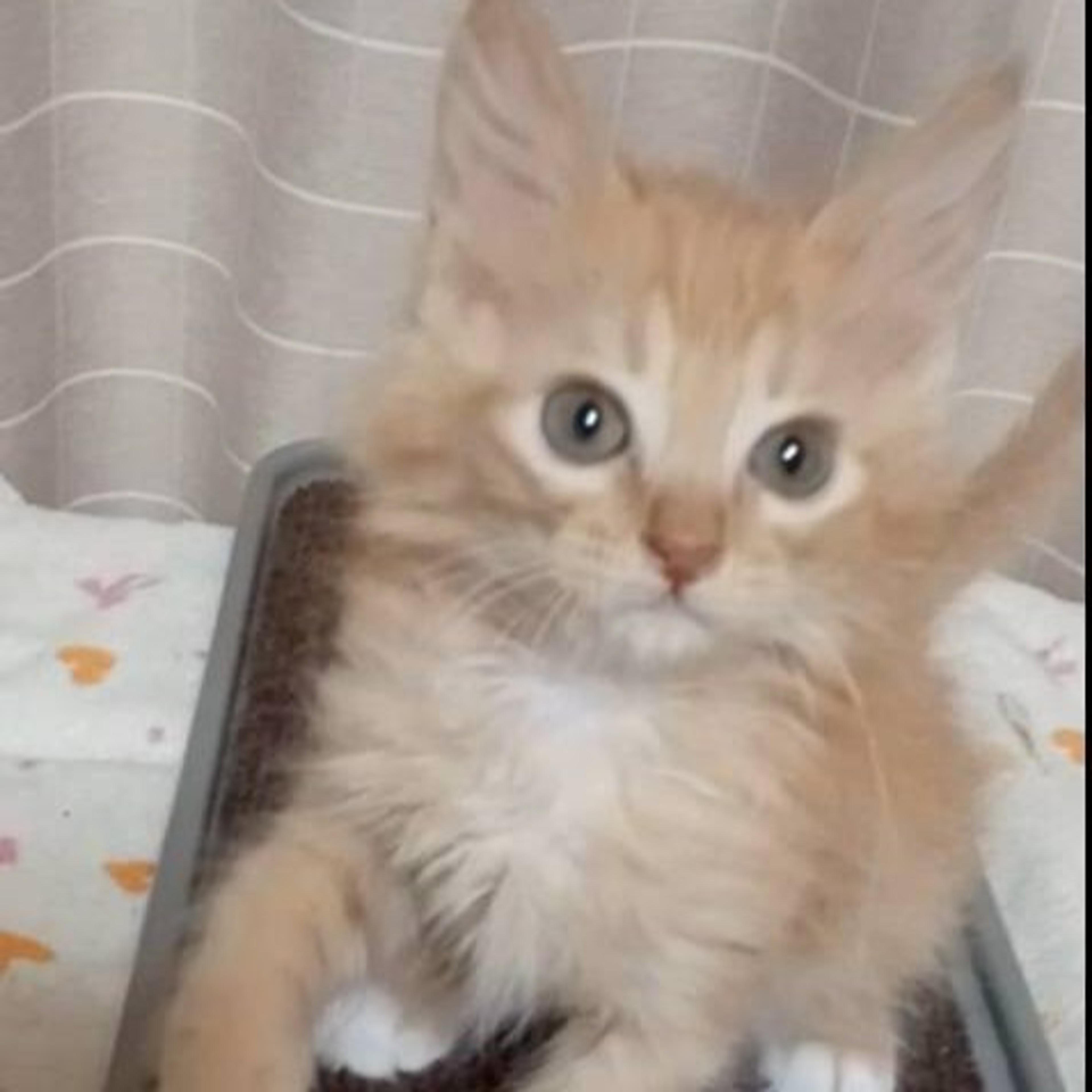 pet-image-5