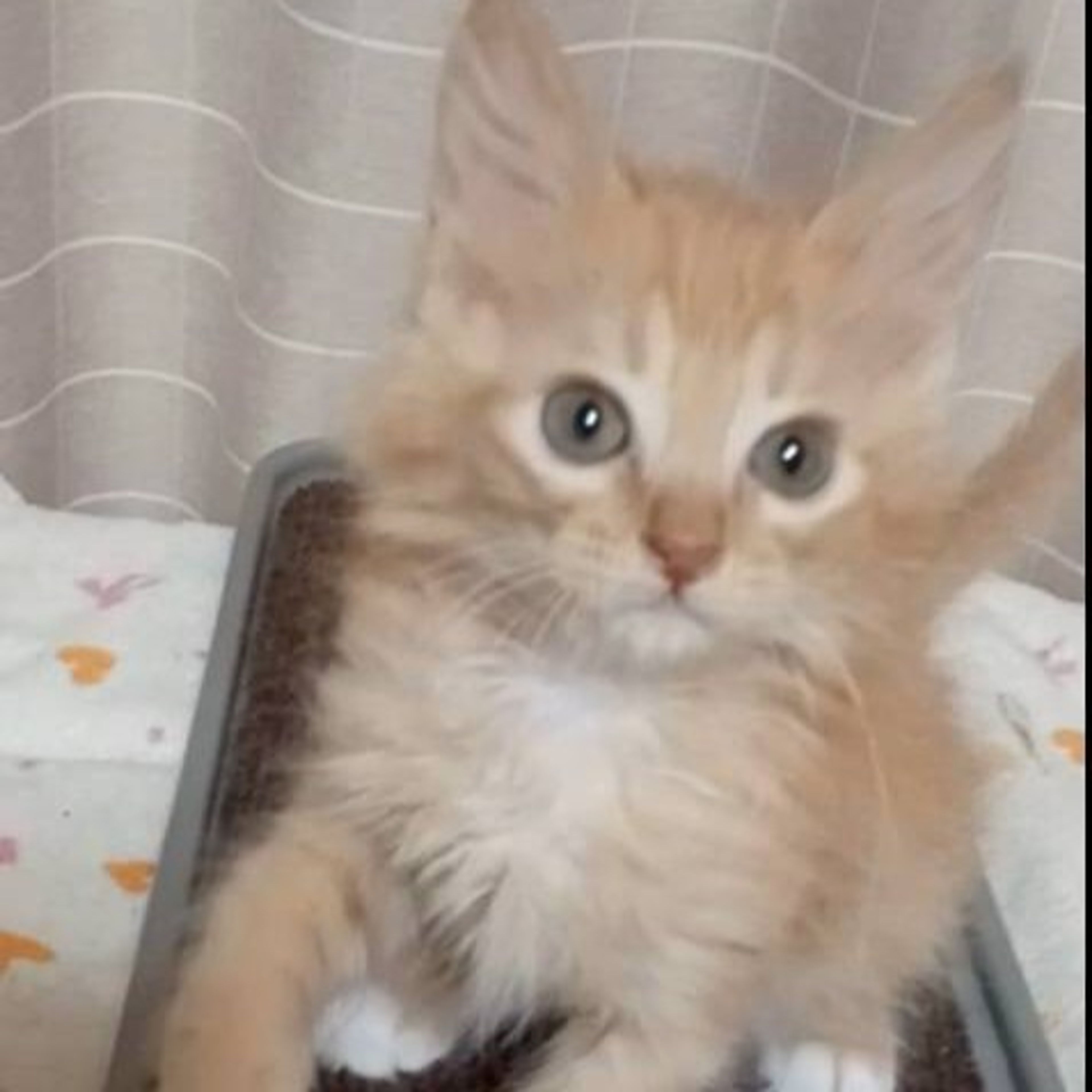 pet-image-5