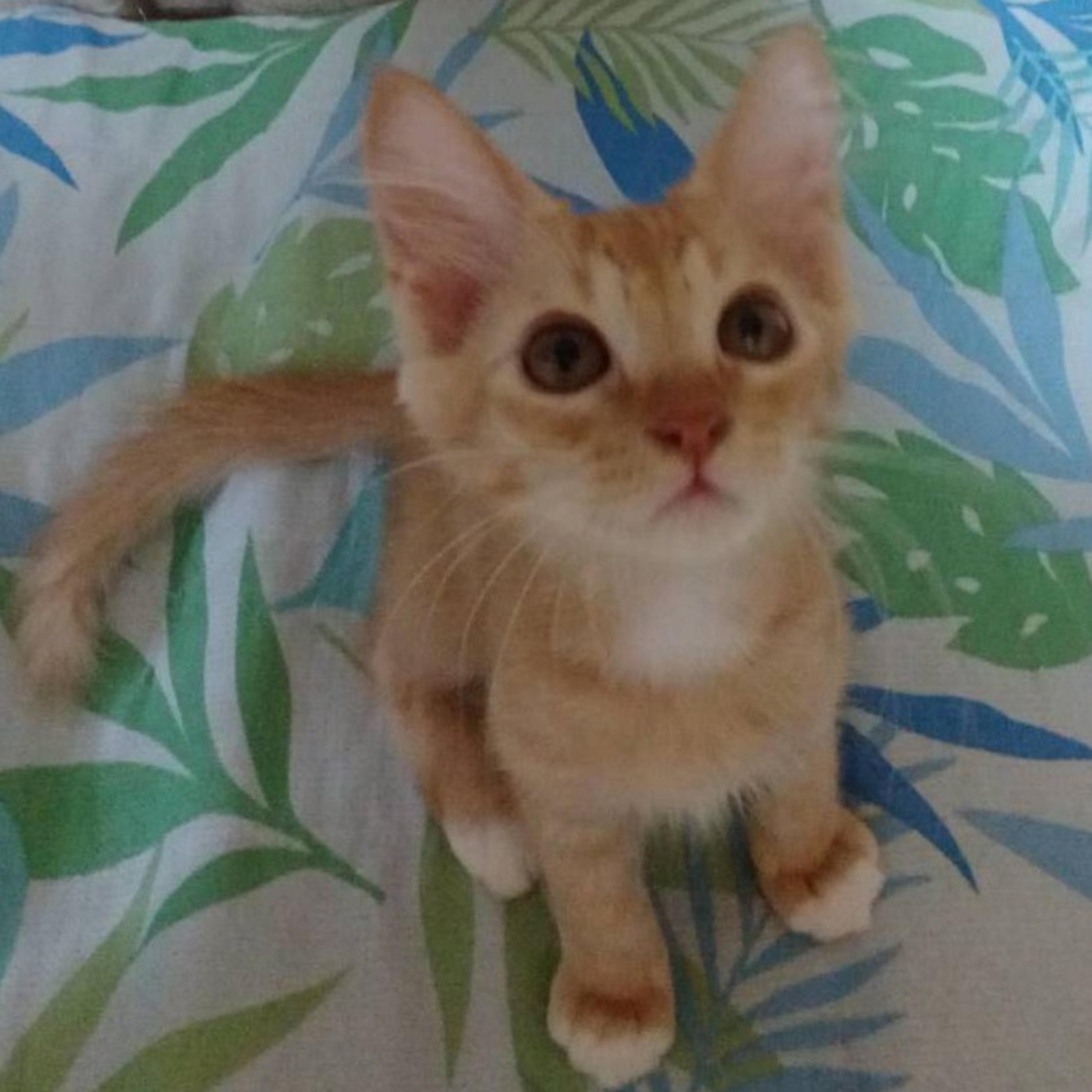 pet-image-4