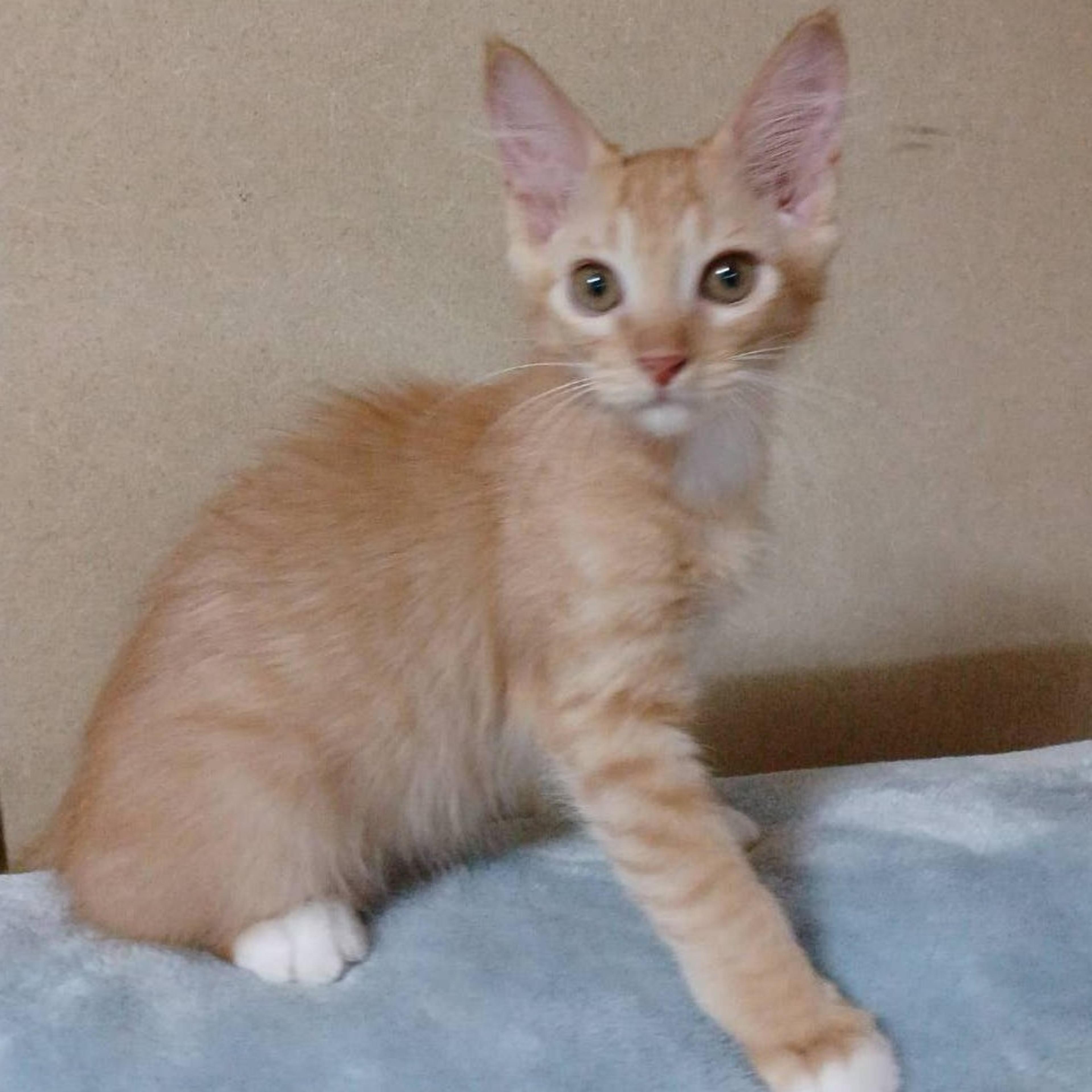 pet-image-6