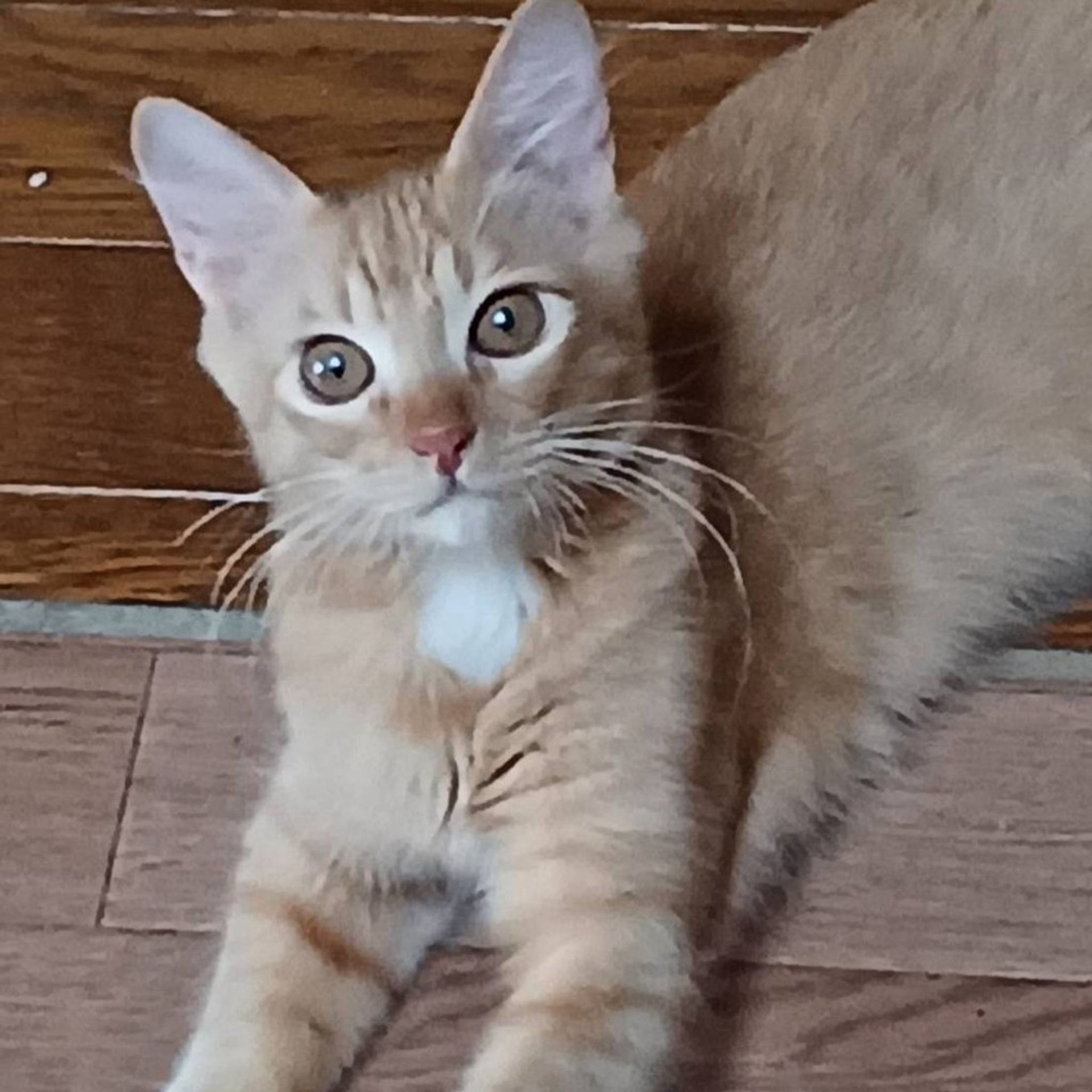 雑種（ミックス猫）・オスの里親募集の写真