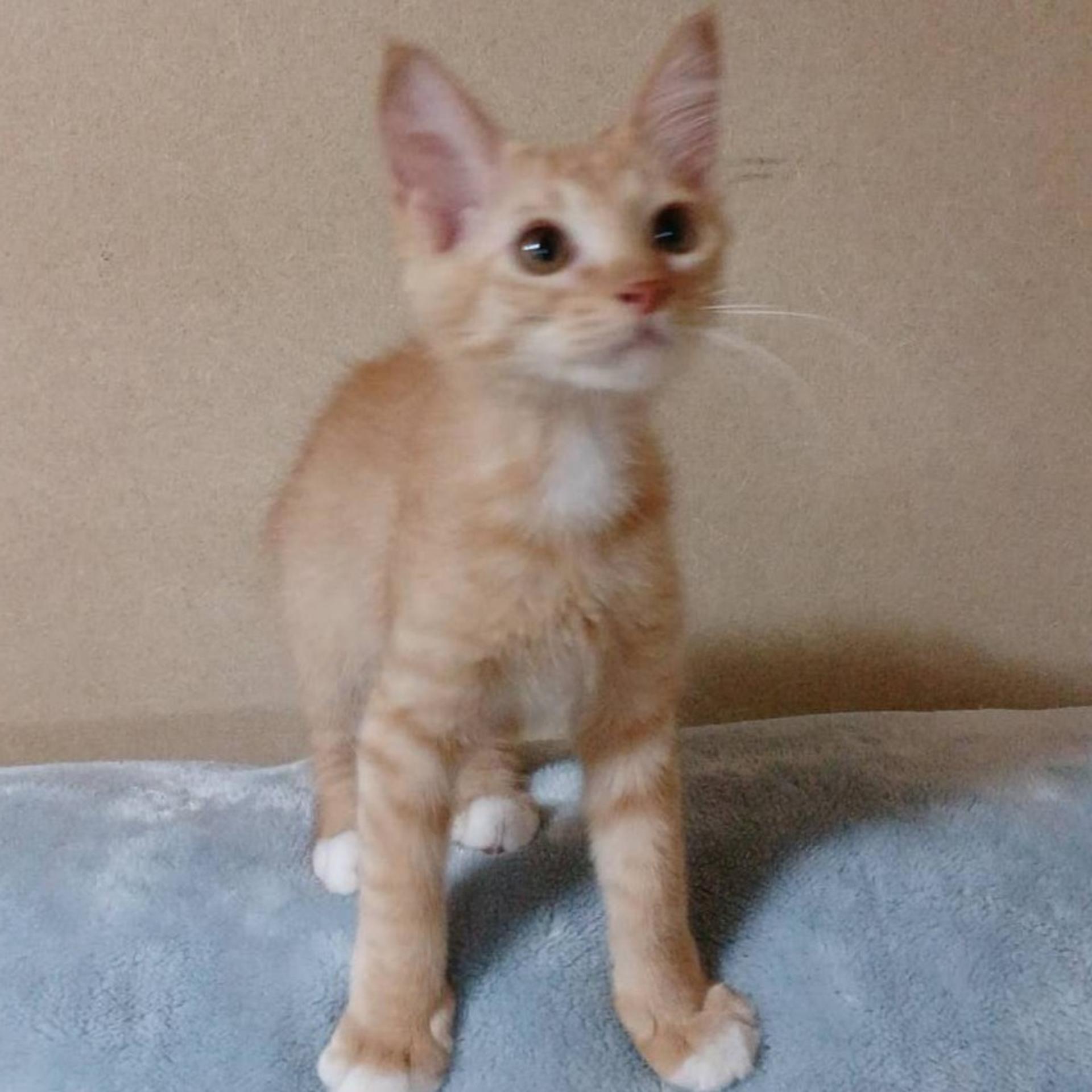 pet-image-7