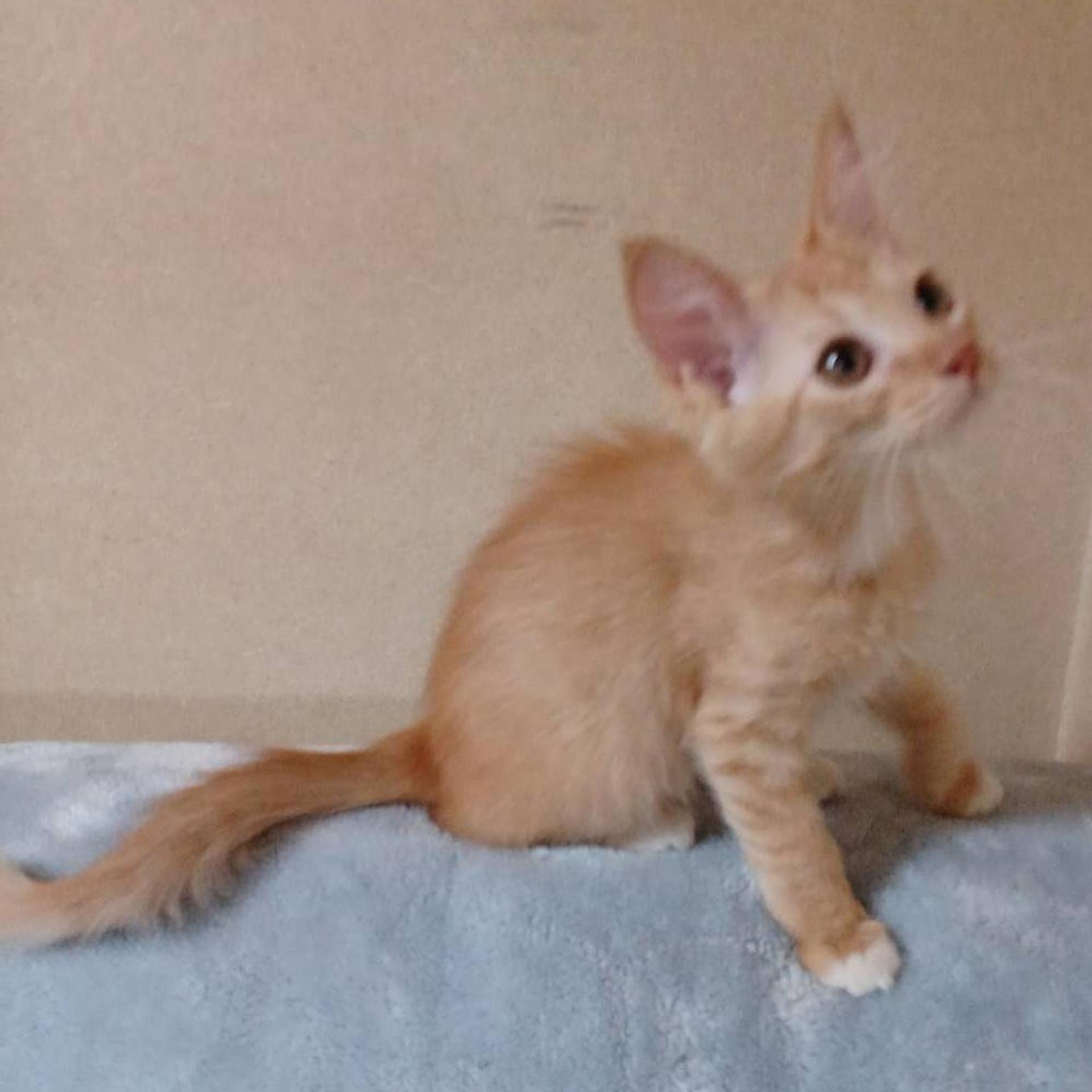 pet-image-9