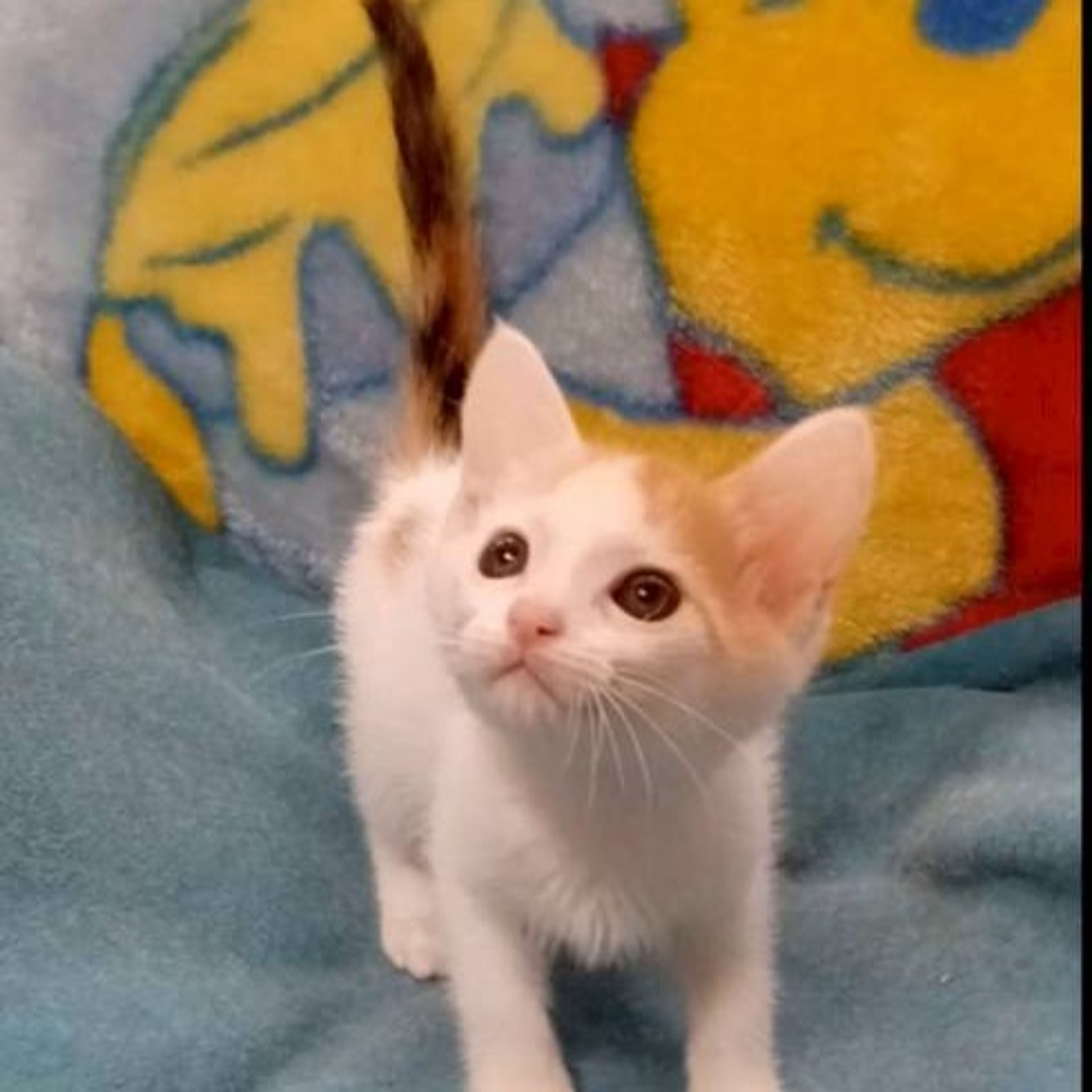 雑種（ミックス猫）・メスの里親募集の写真