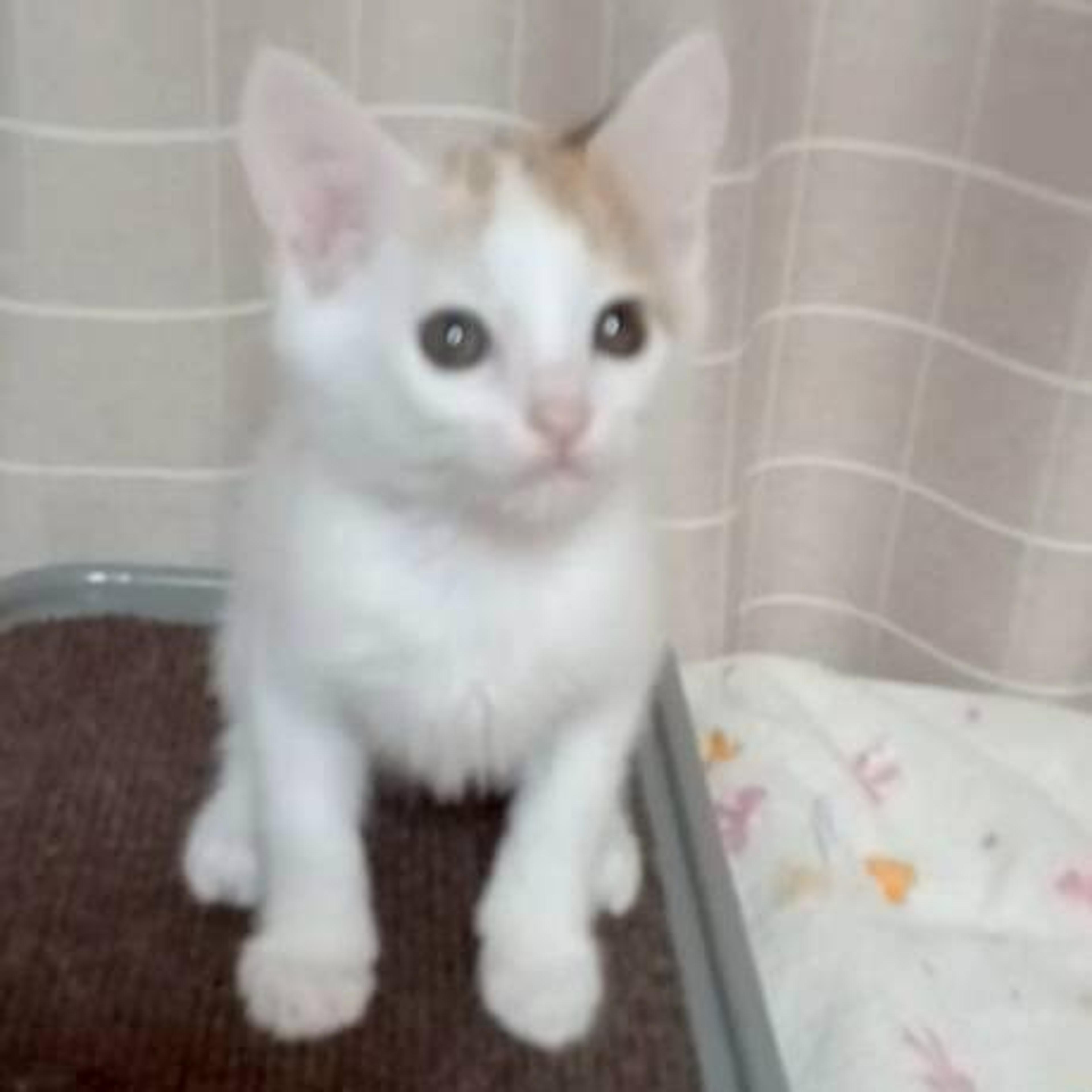 pet-image-2
