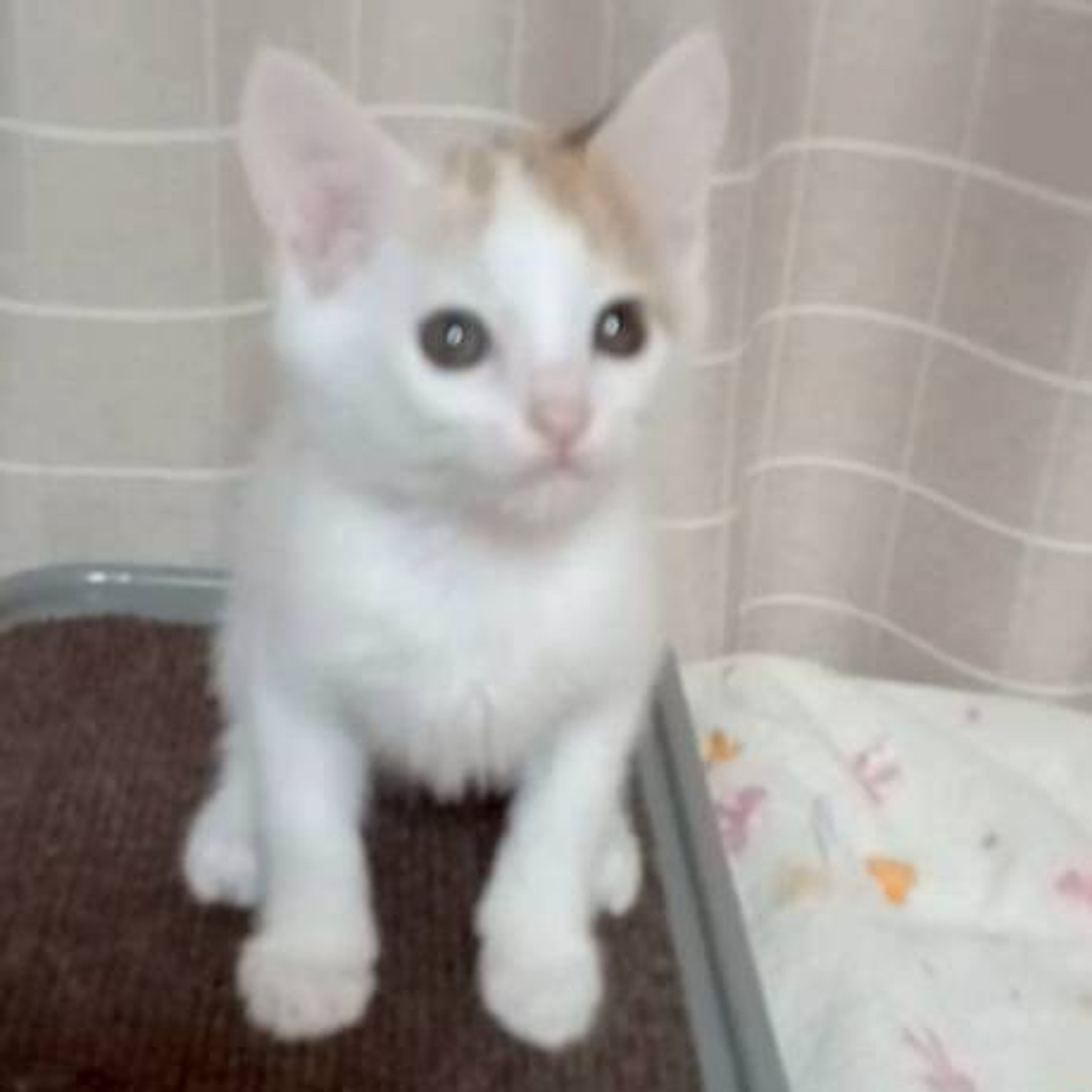 pet-image-2