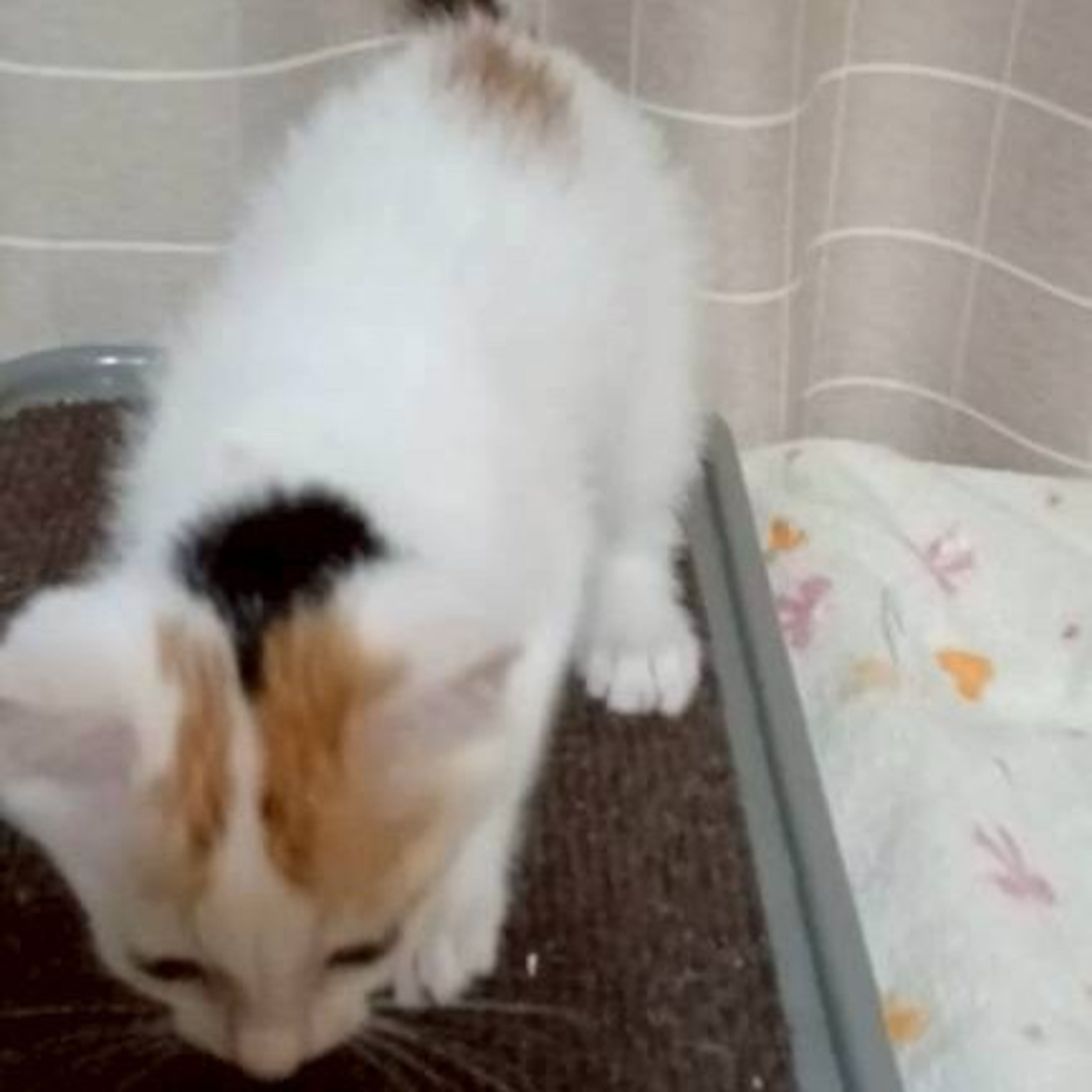 pet-image-3