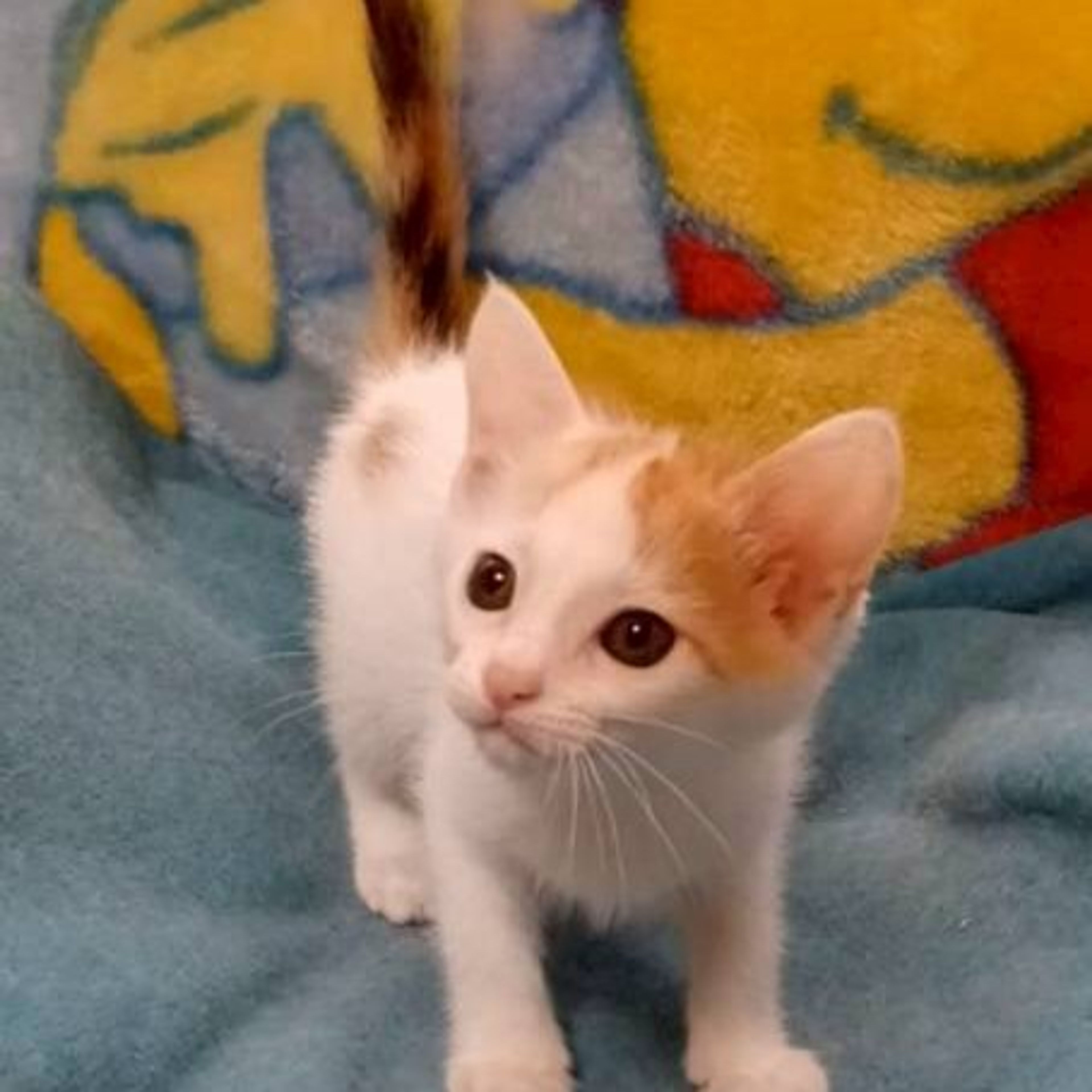 pet-image-4
