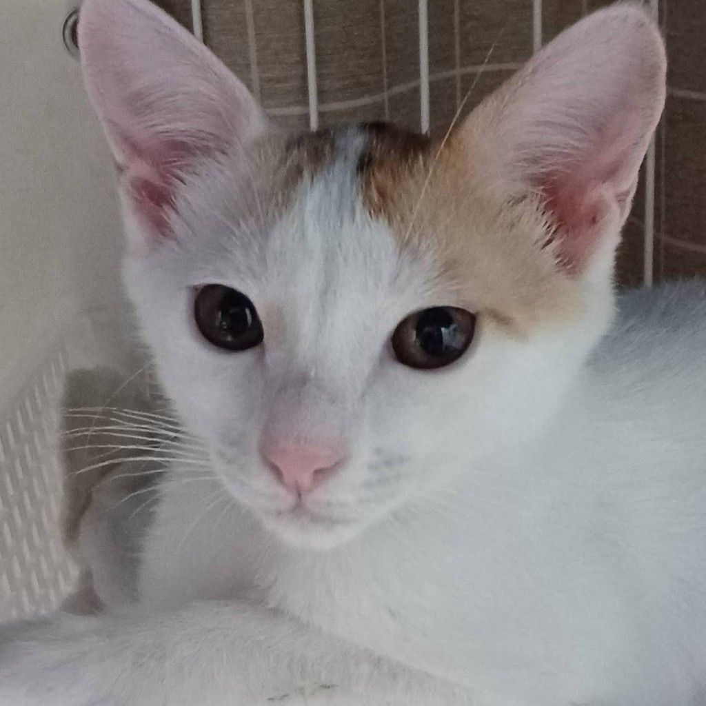 NPO法人 猫の森｜OMUSUBI（ペトコトお結び）- 保護犬・保護猫の