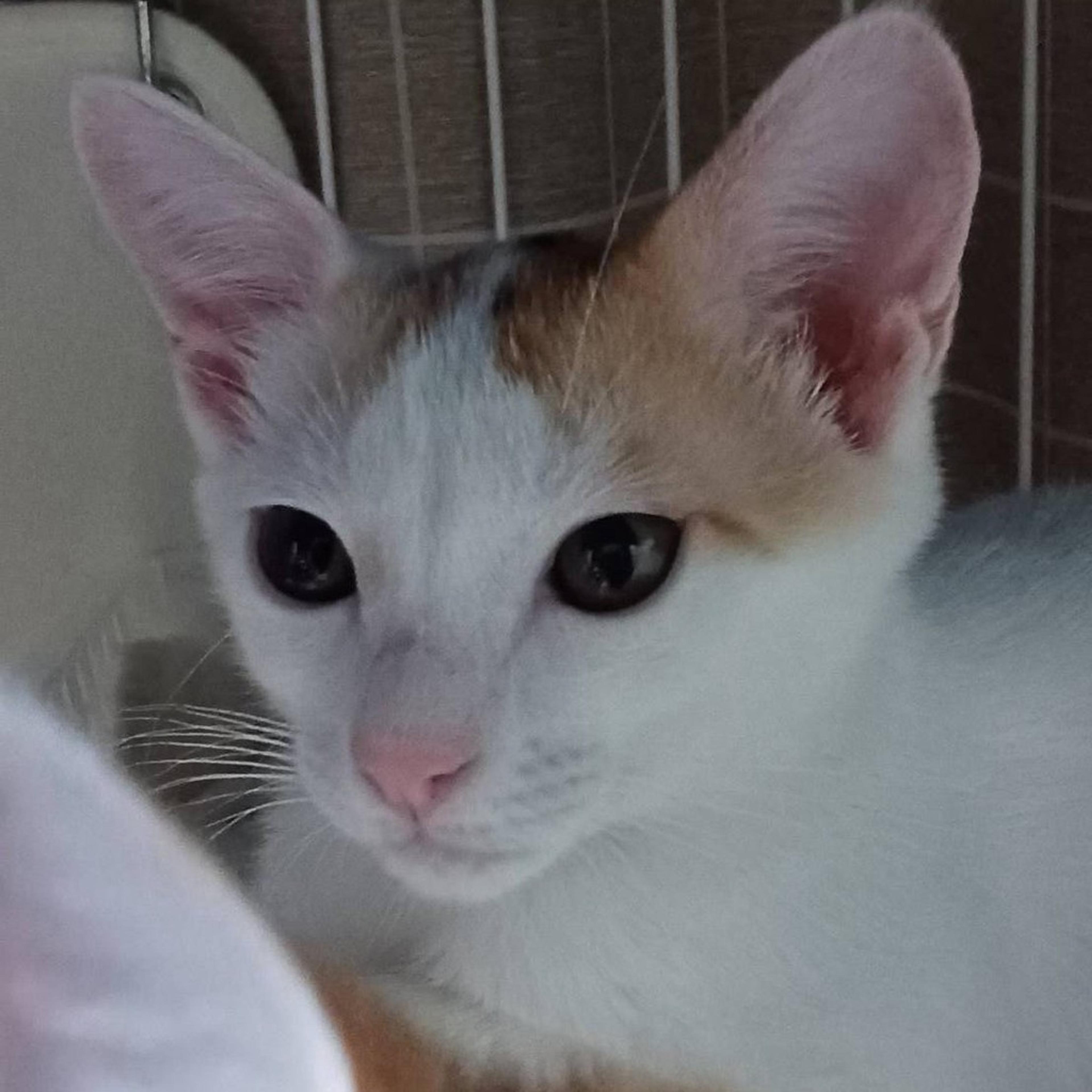 pet-image-5
