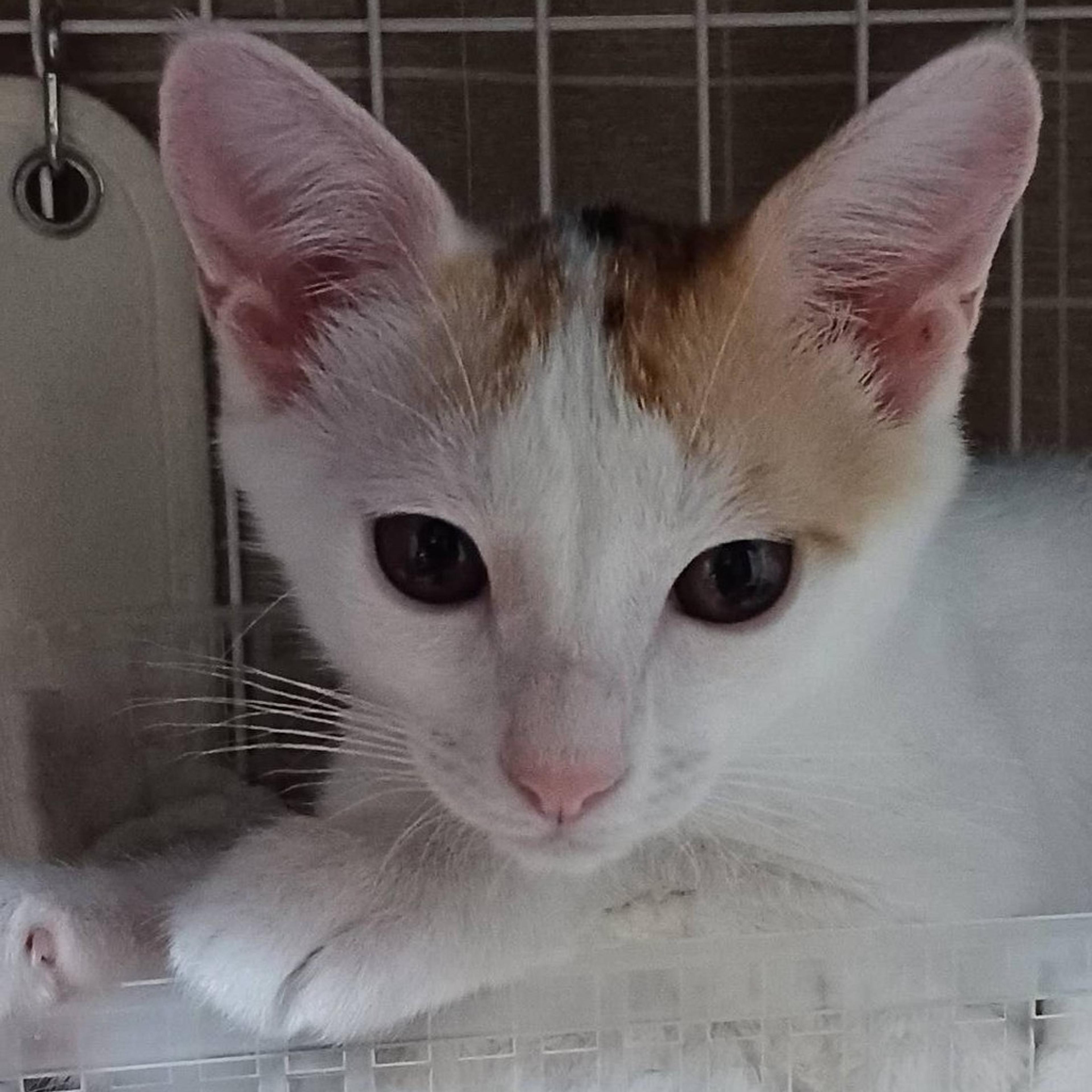 pet-image-6