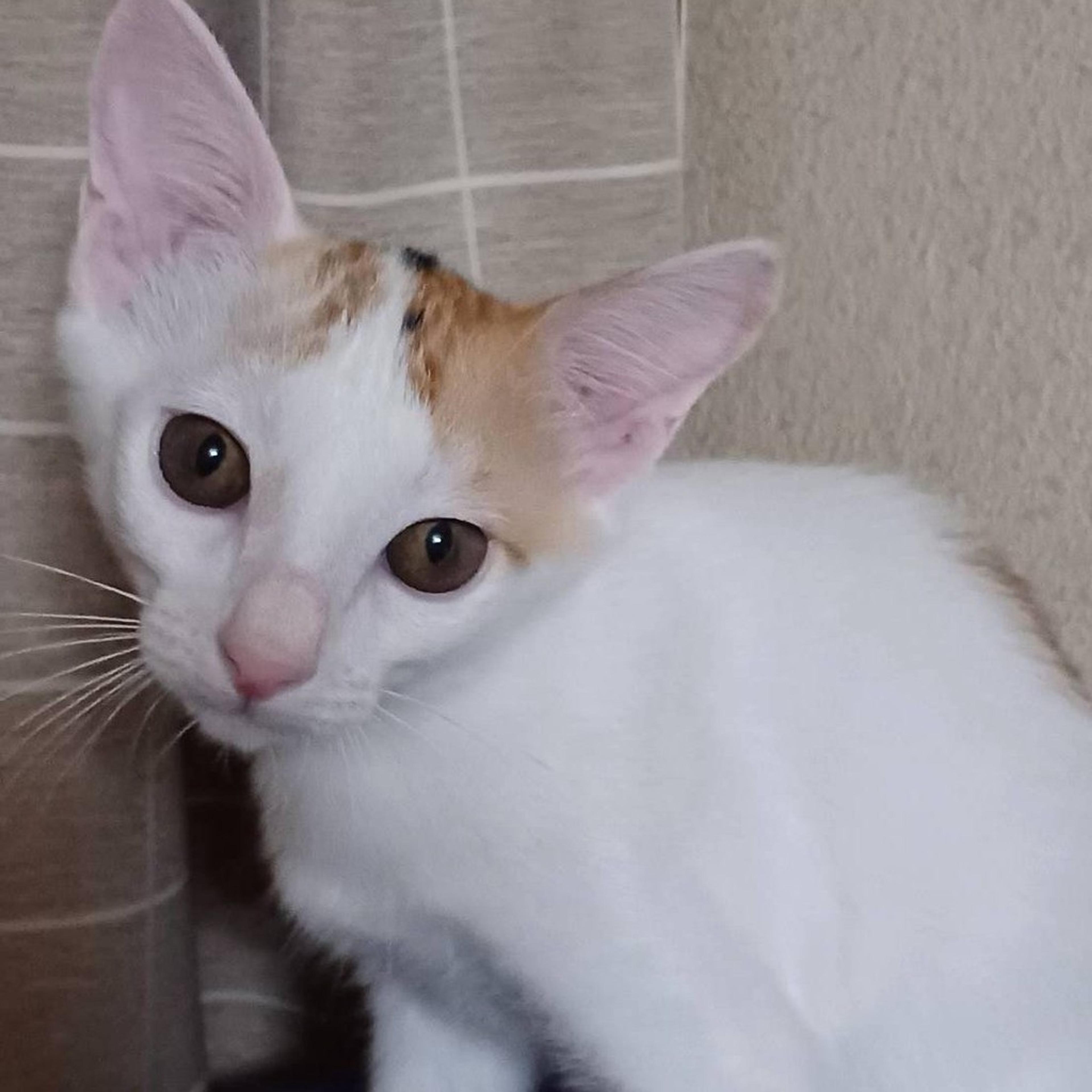pet-image-8