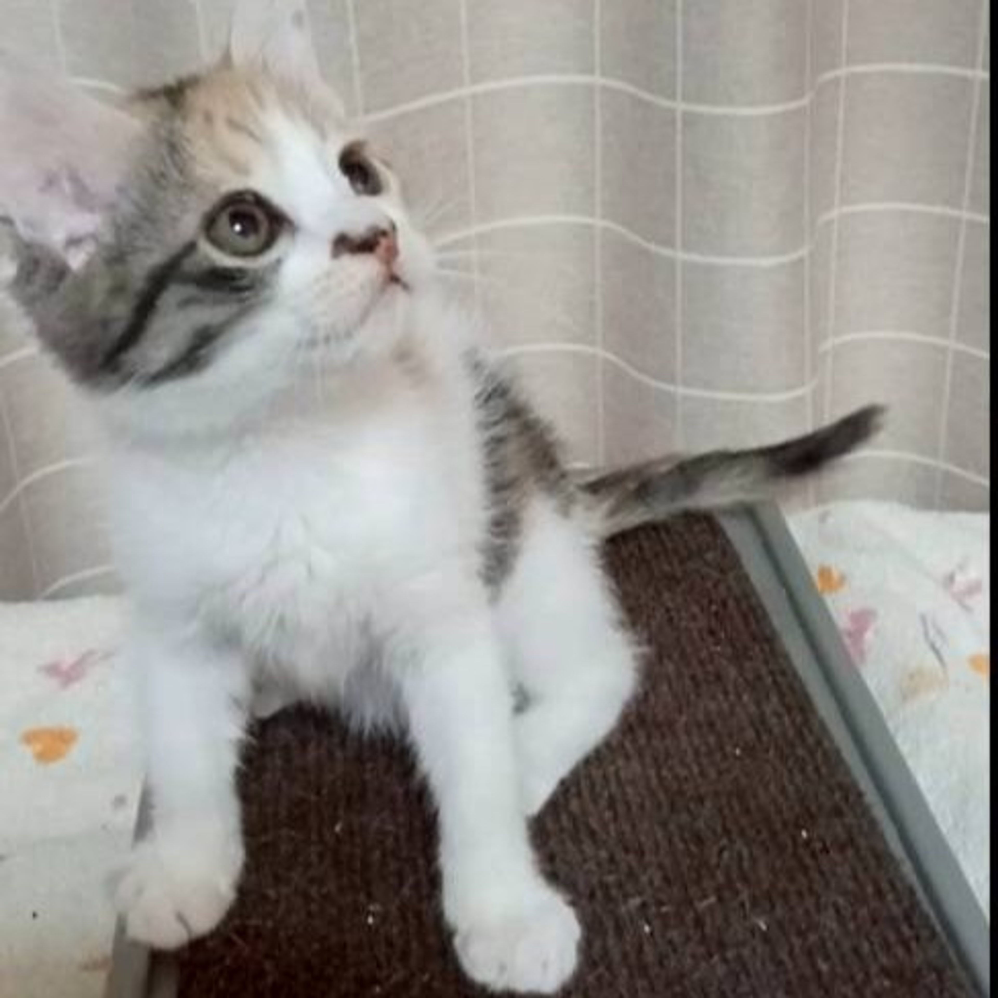 pet-image-2