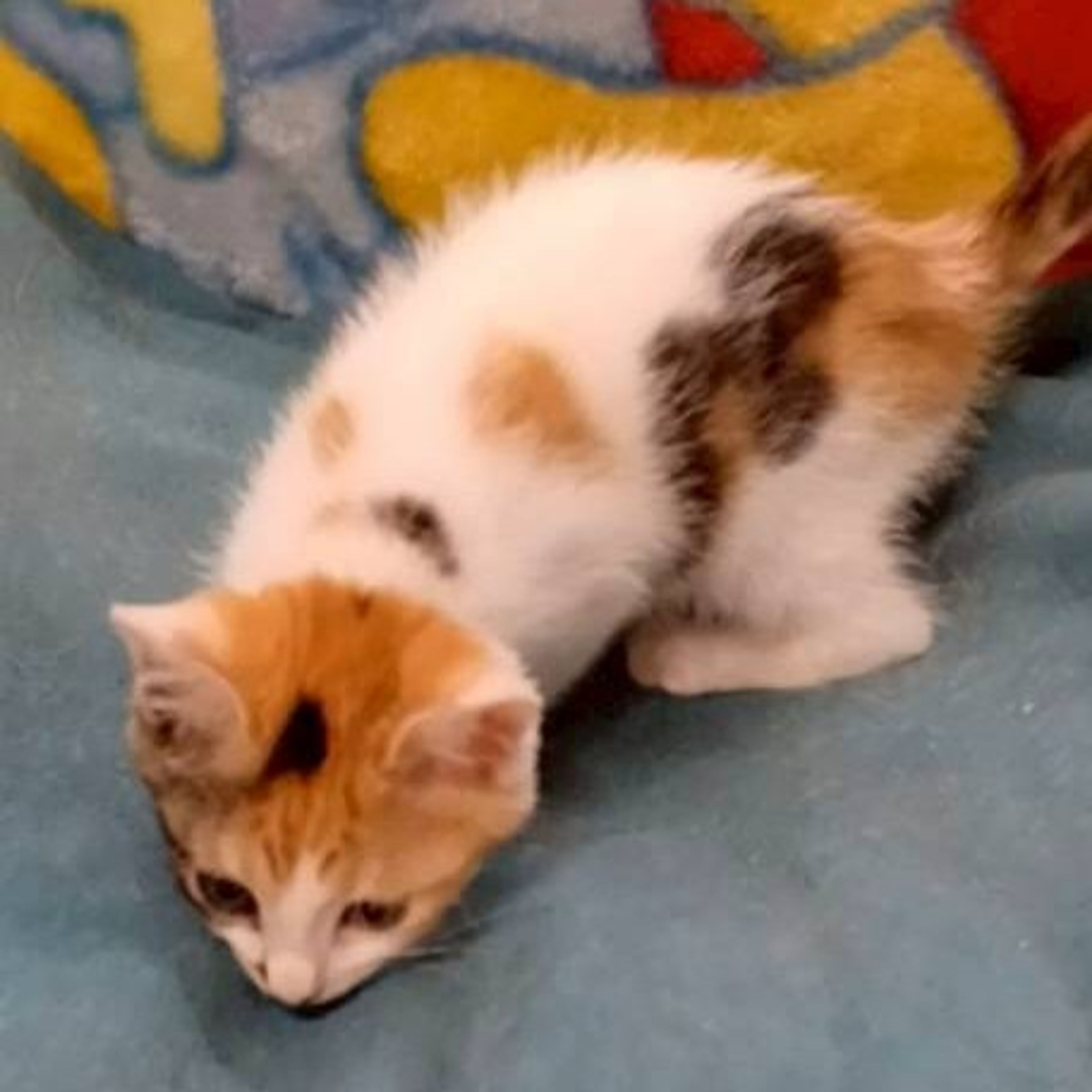 pet-image-3