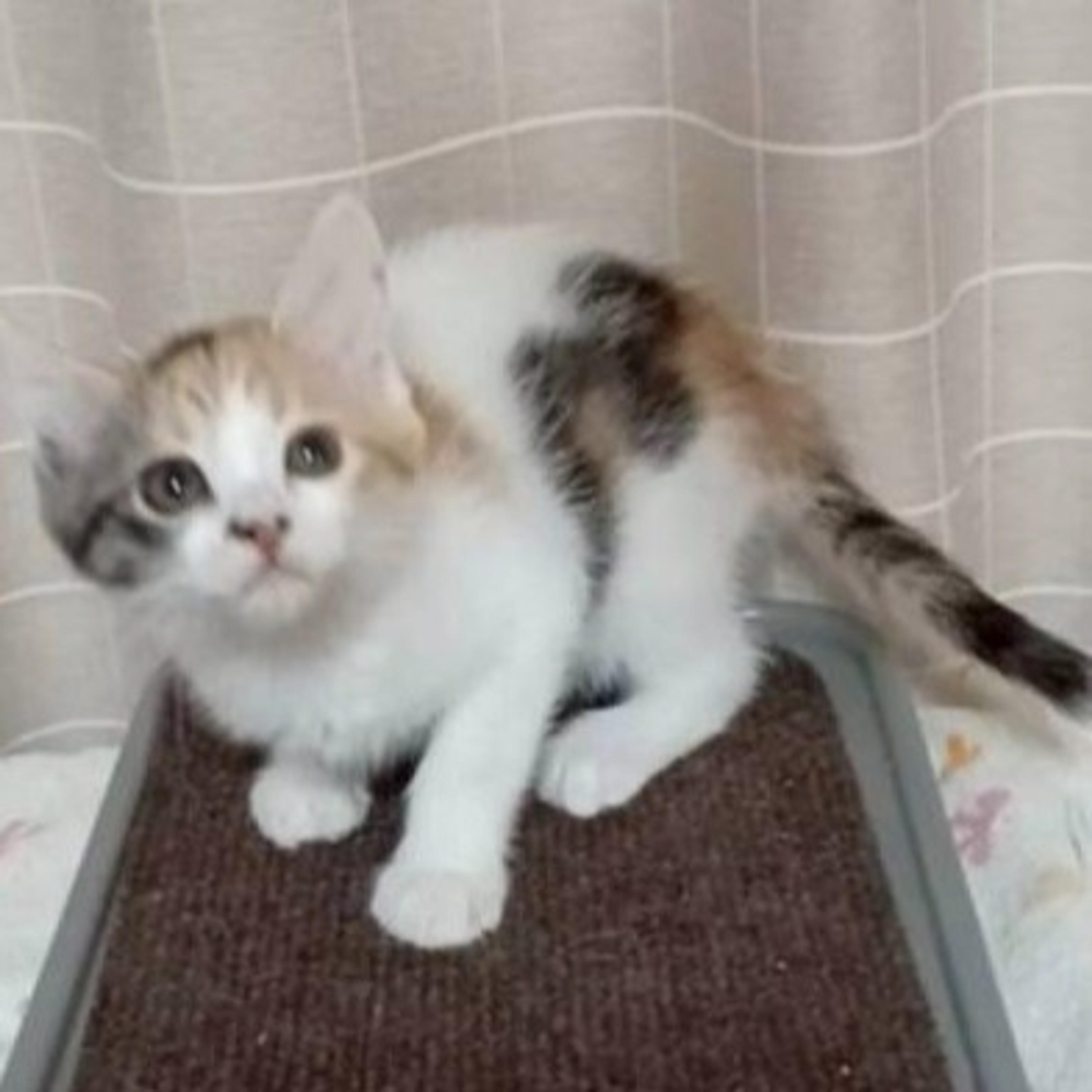 pet-image-5