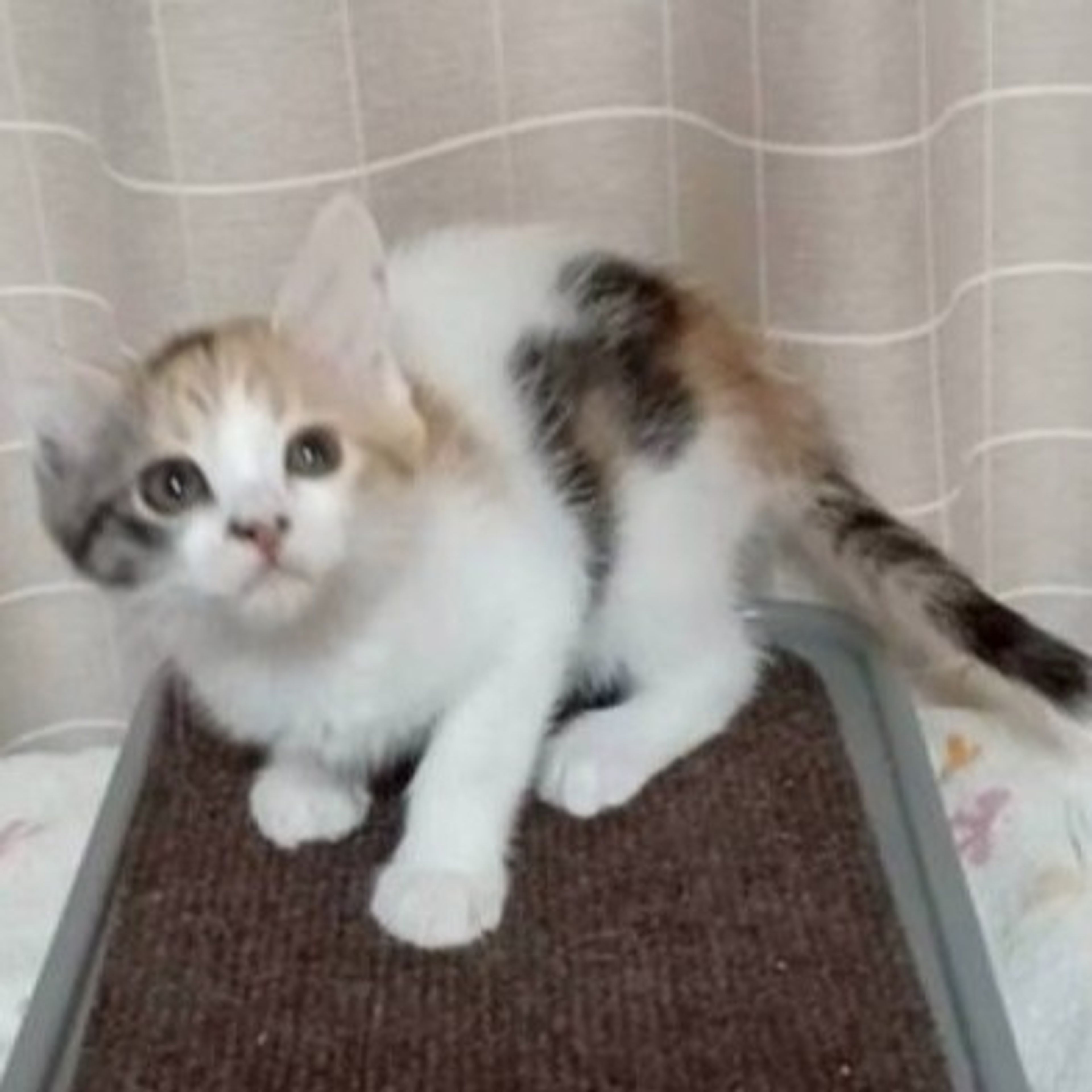 pet-image-5