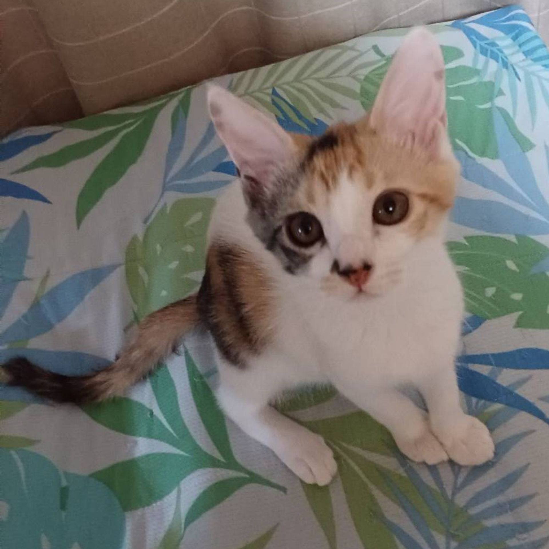 雑種（ミックス猫）・メスの里親募集の写真