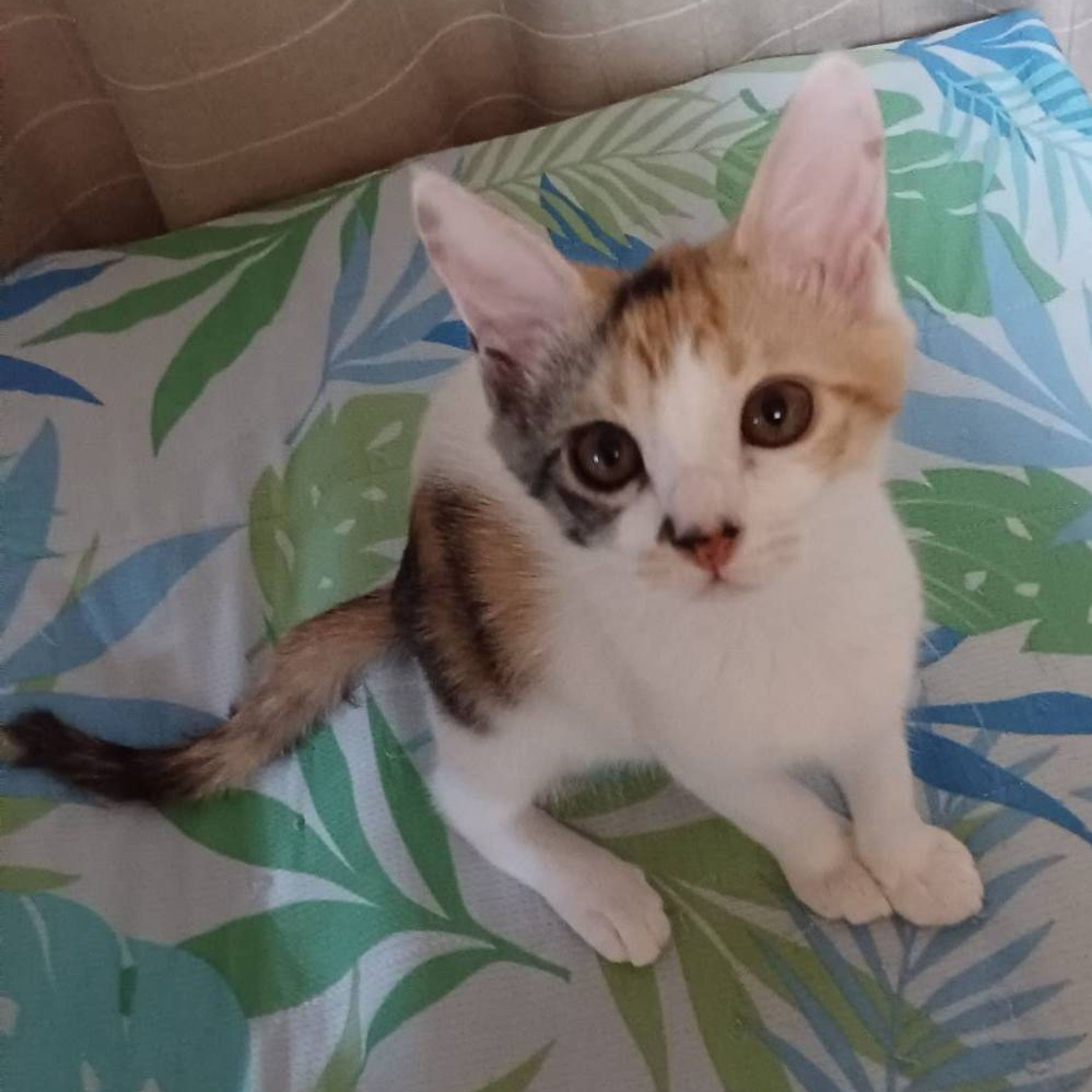 雑種（ミックス猫）・メスの里親募集の写真