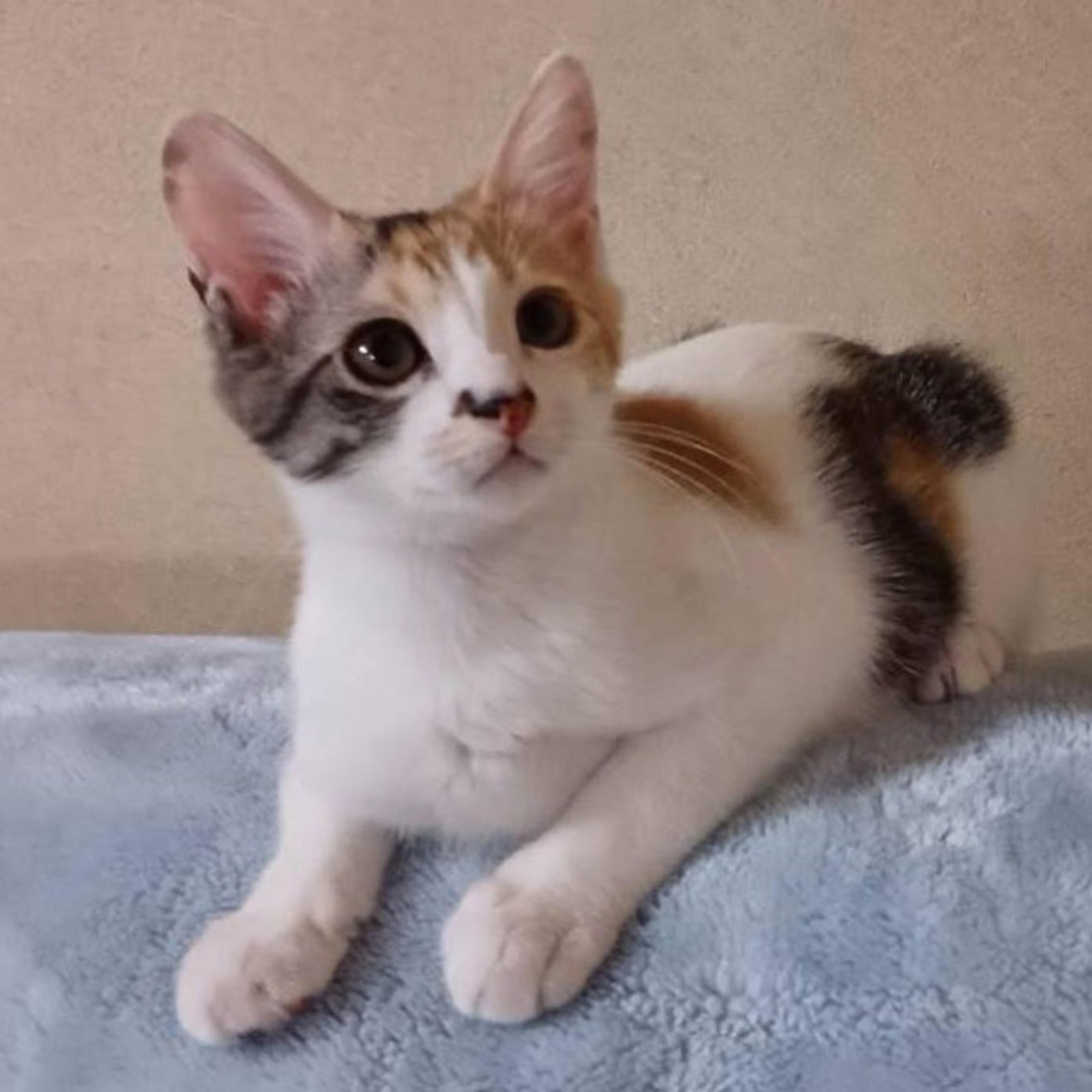 pet-image-4