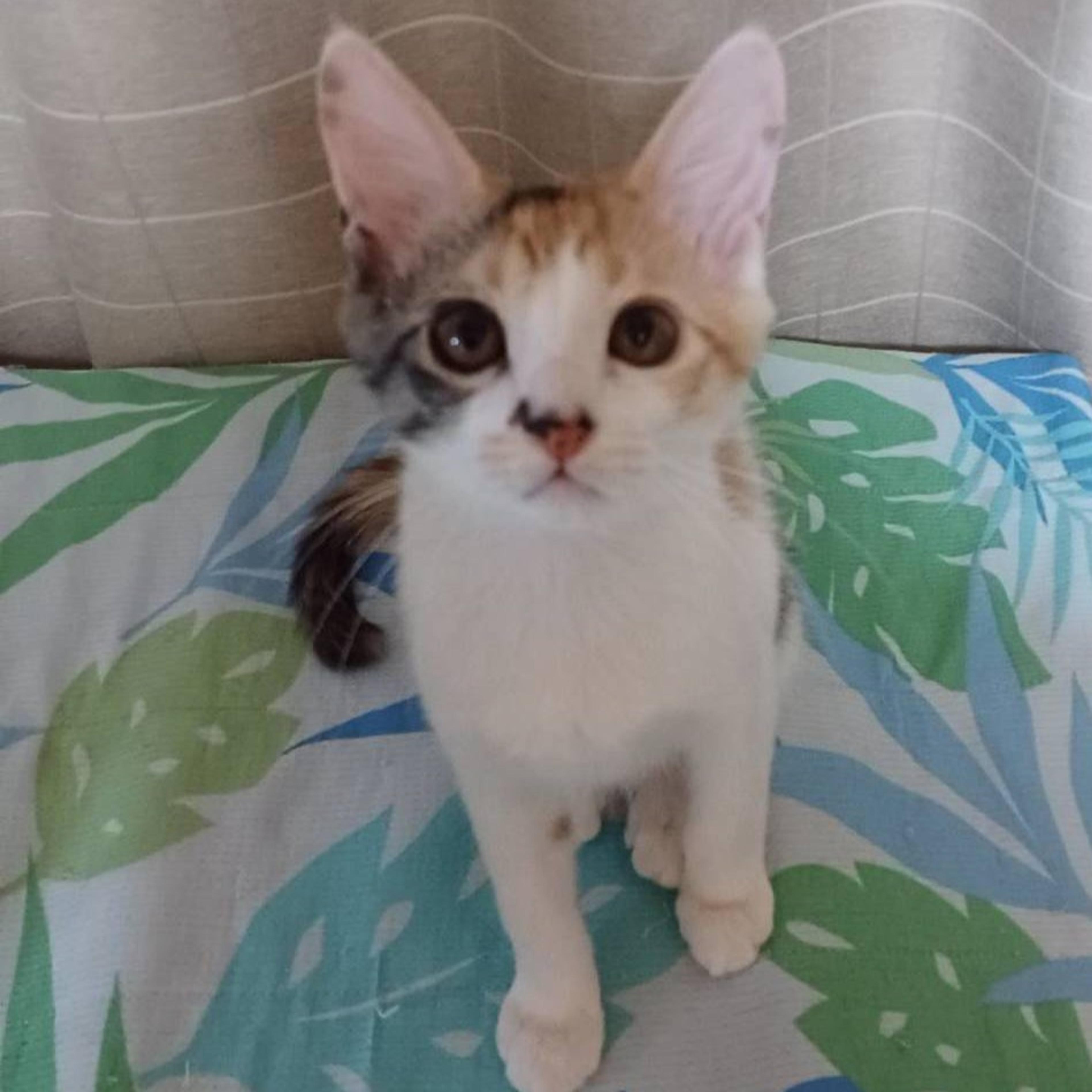 pet-image-8