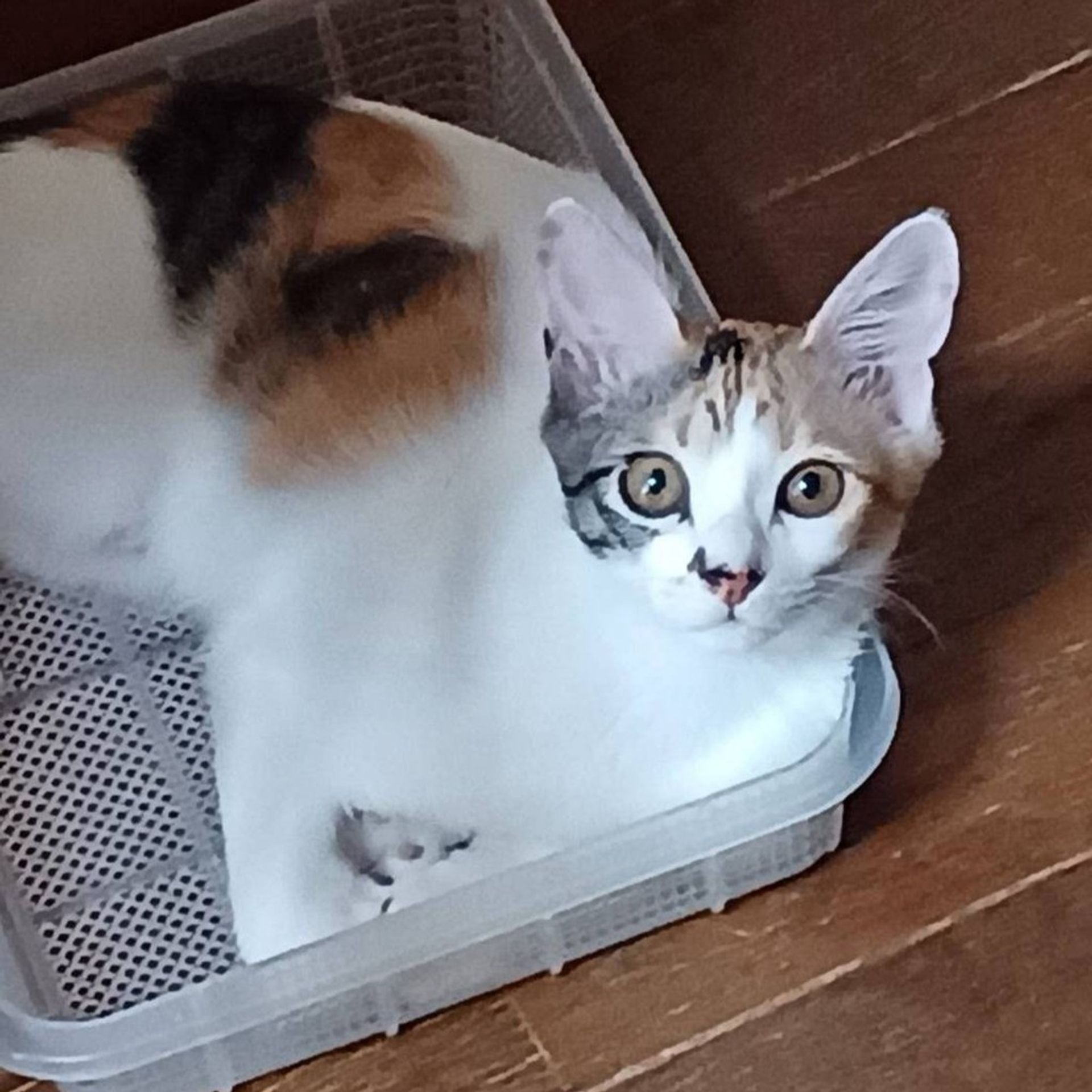 雑種（ミックス猫）・メスの里親募集の写真