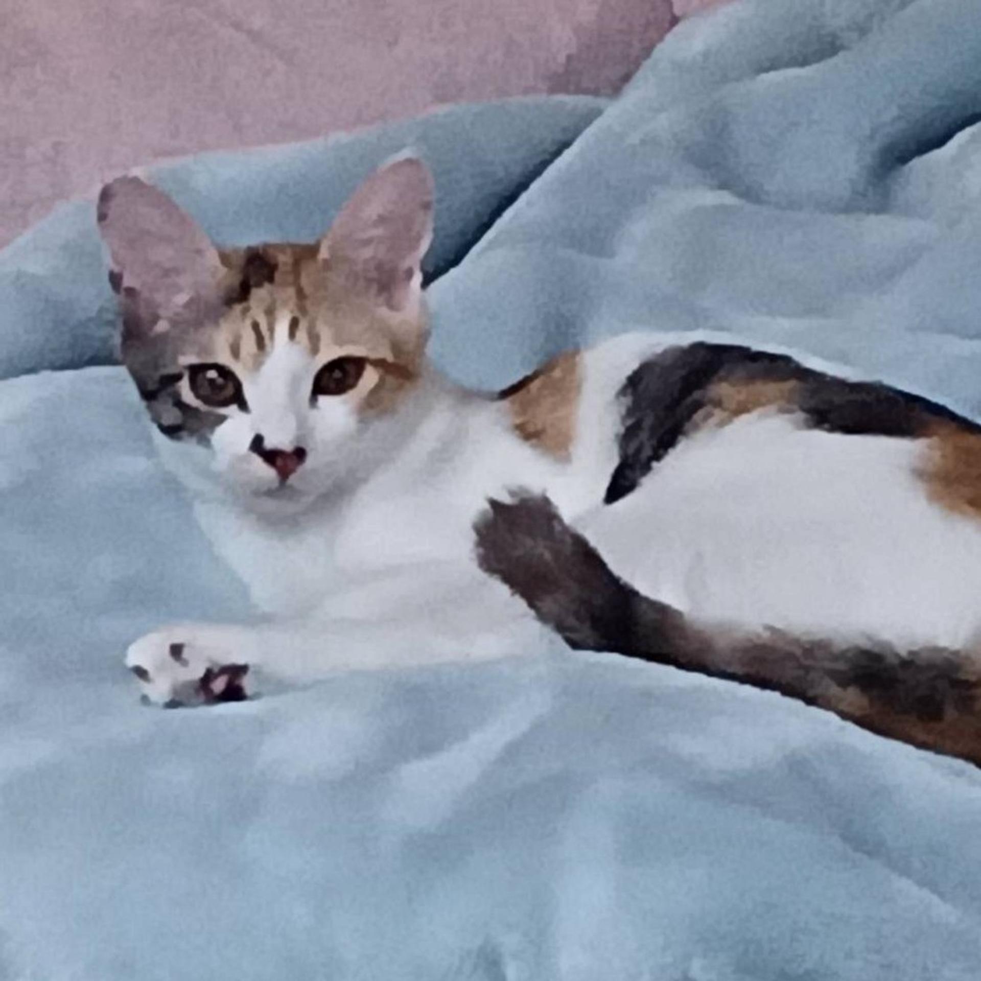 pet-image-2