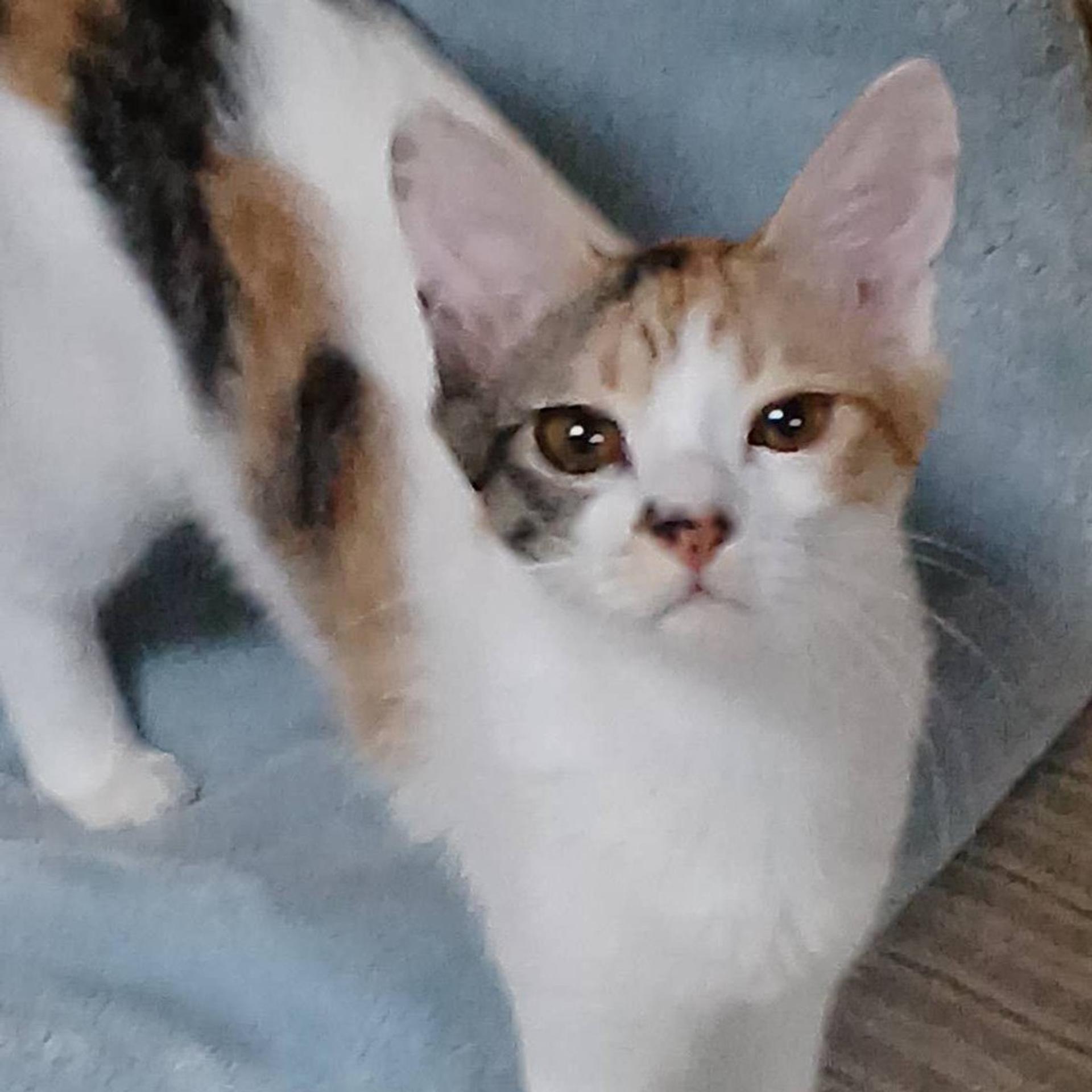 pet-image-3