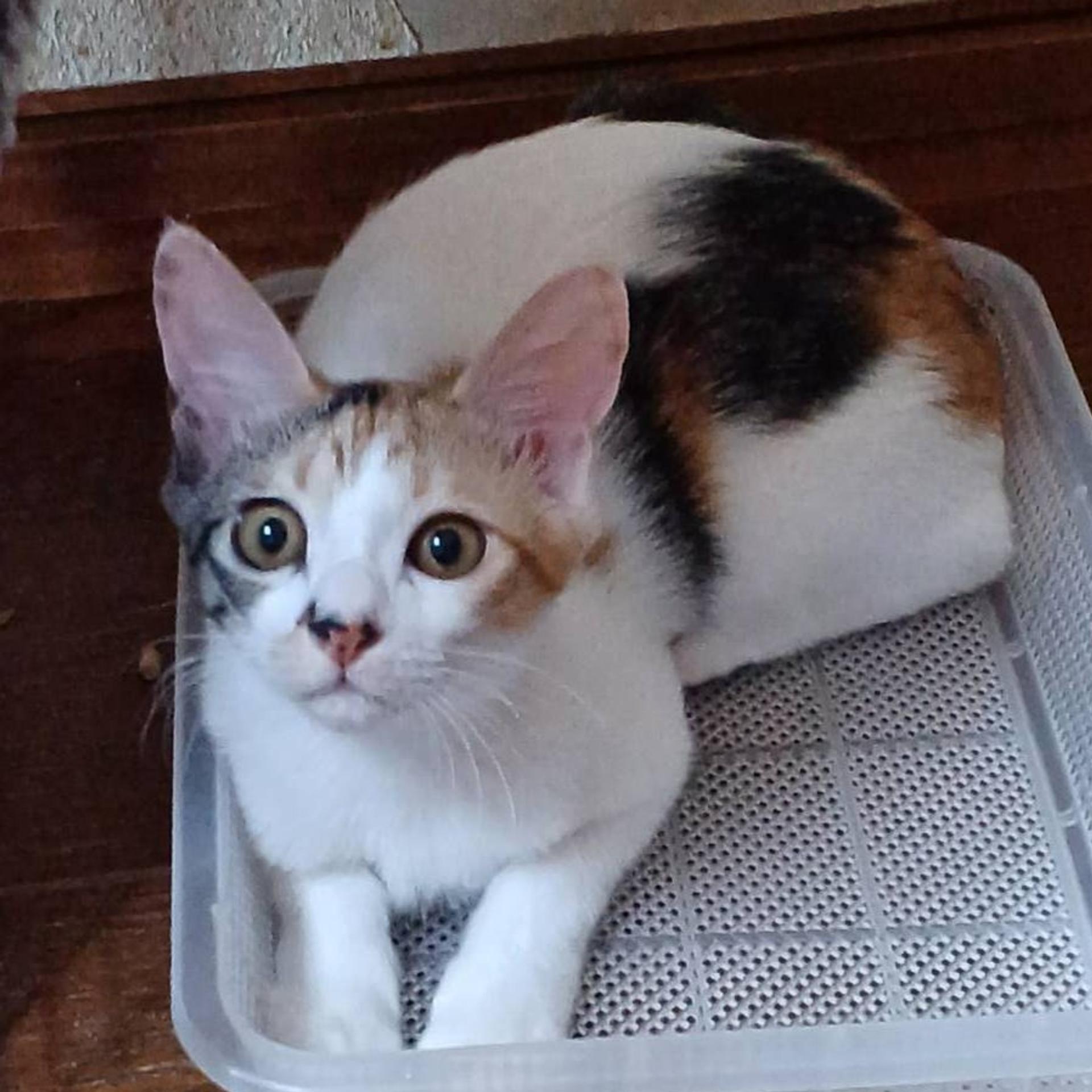 pet-image-4