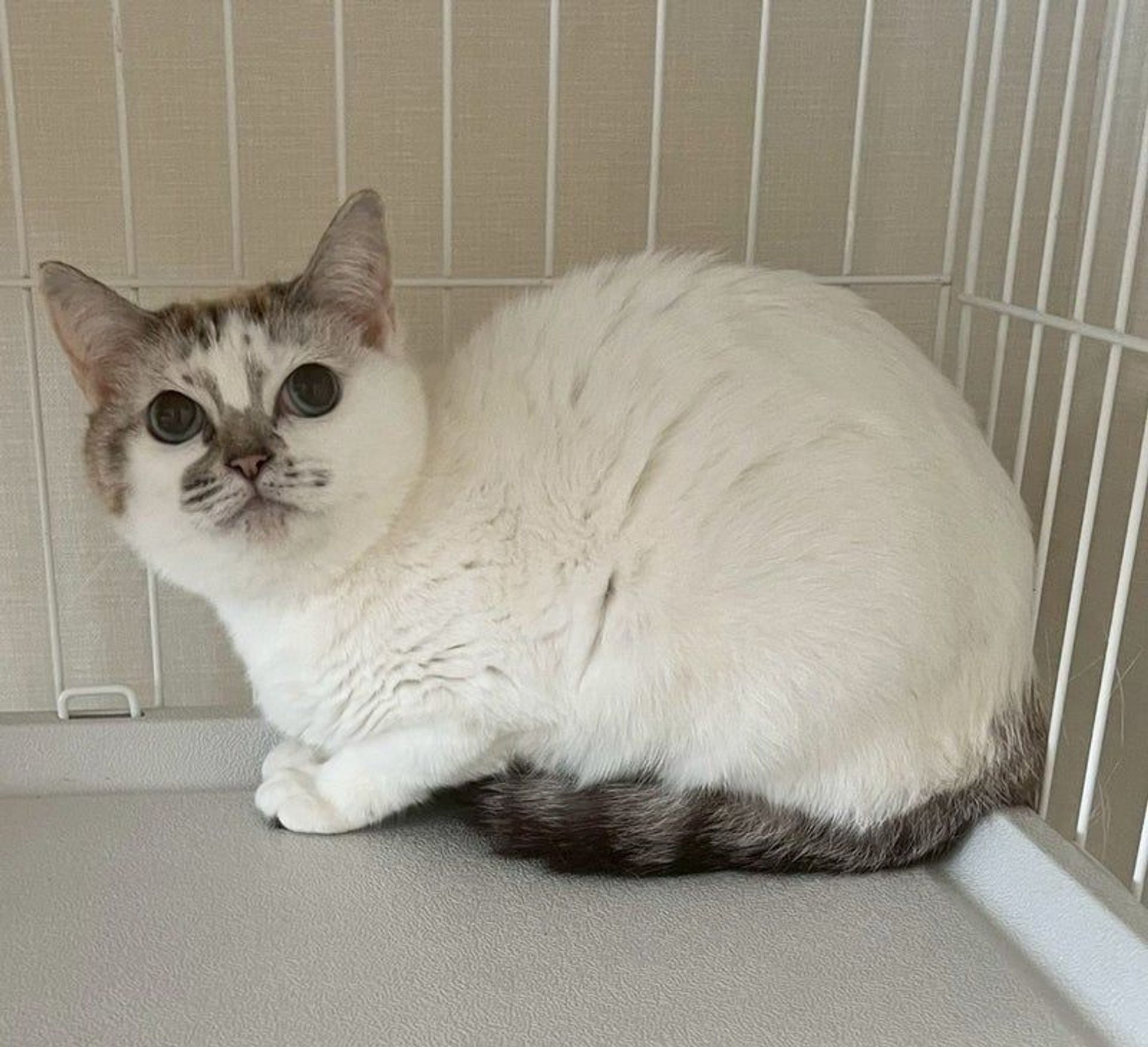 雑種（ミックス猫）・メスの里親募集の写真