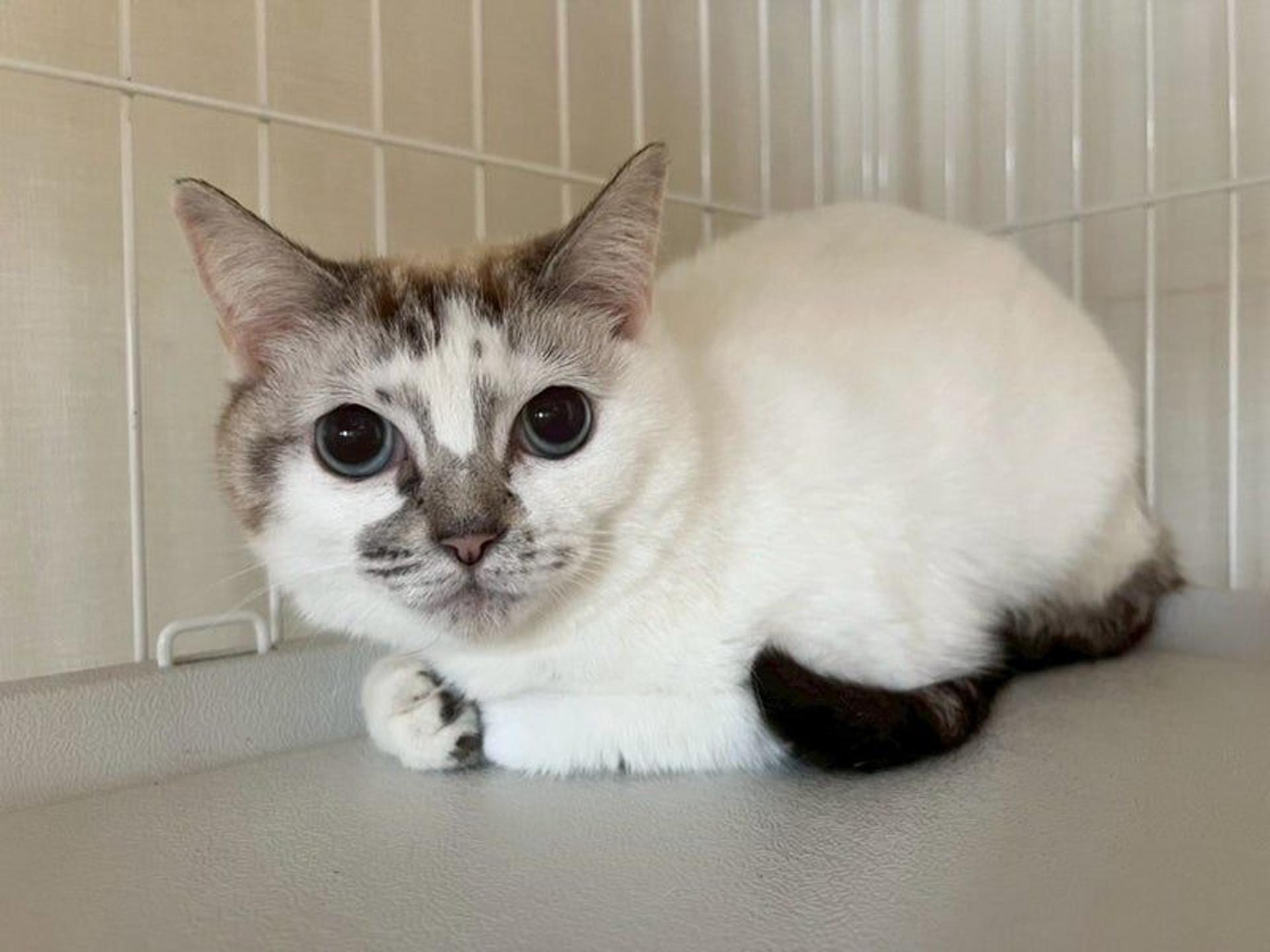 pet-image-3