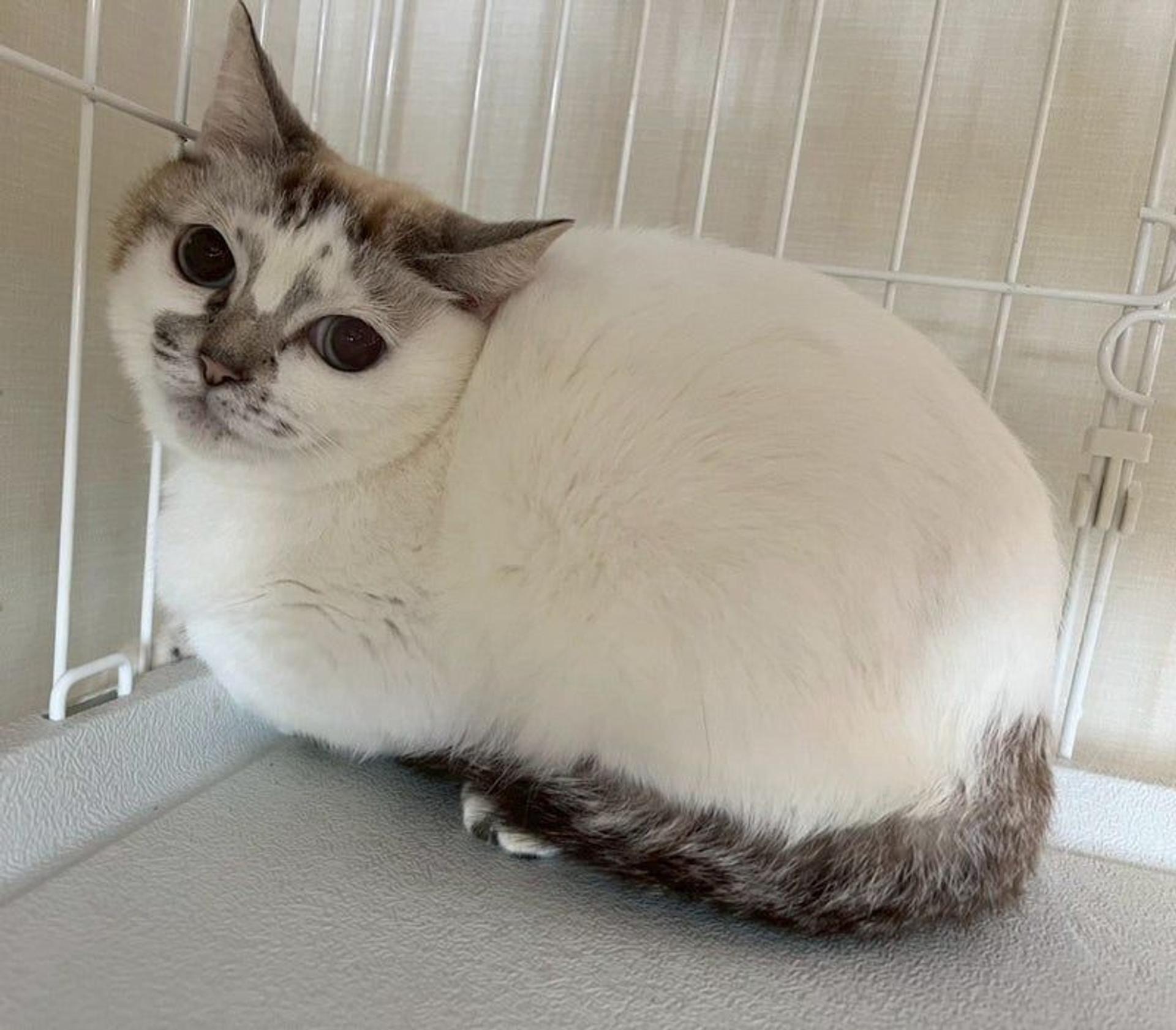 pet-image-4