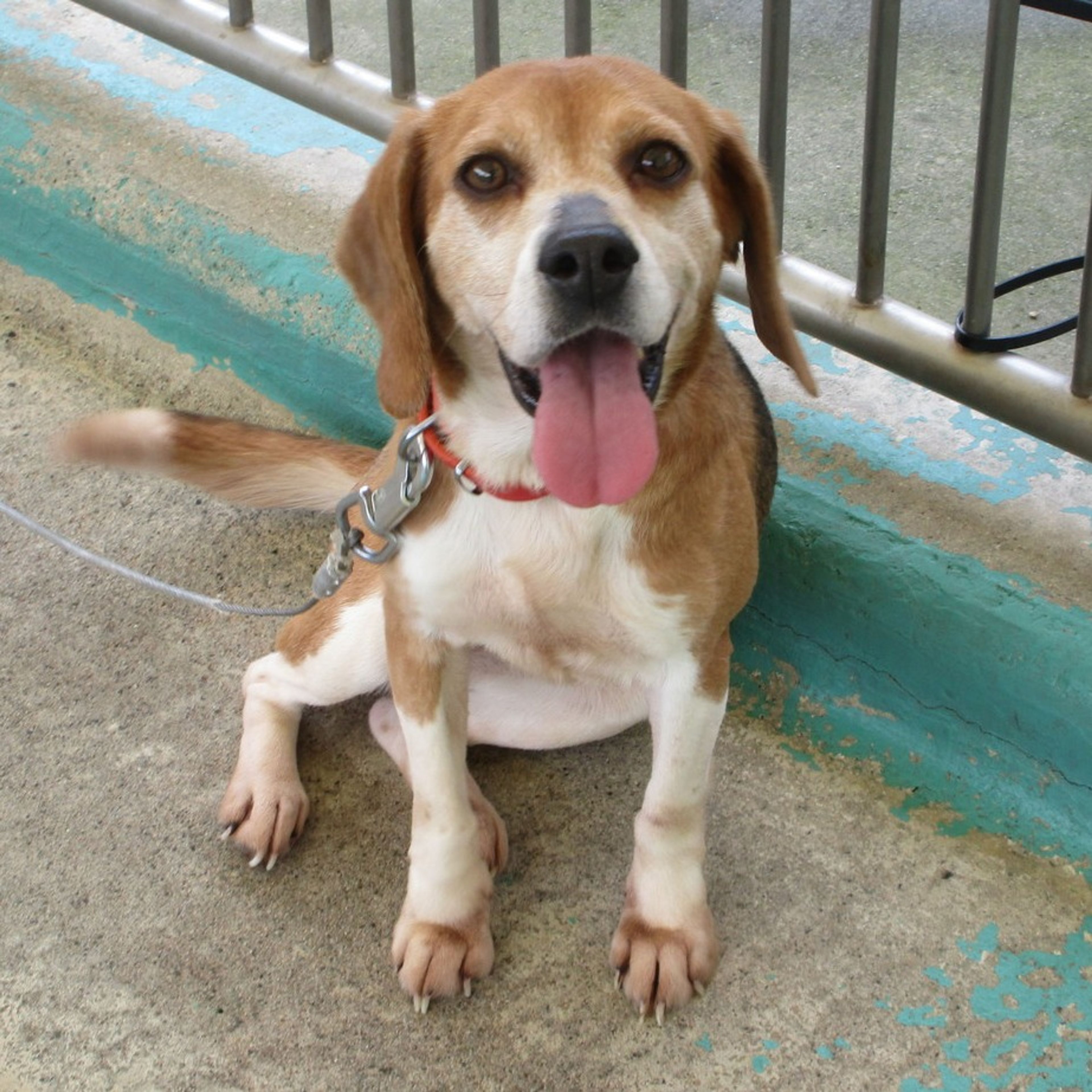pet-image-2