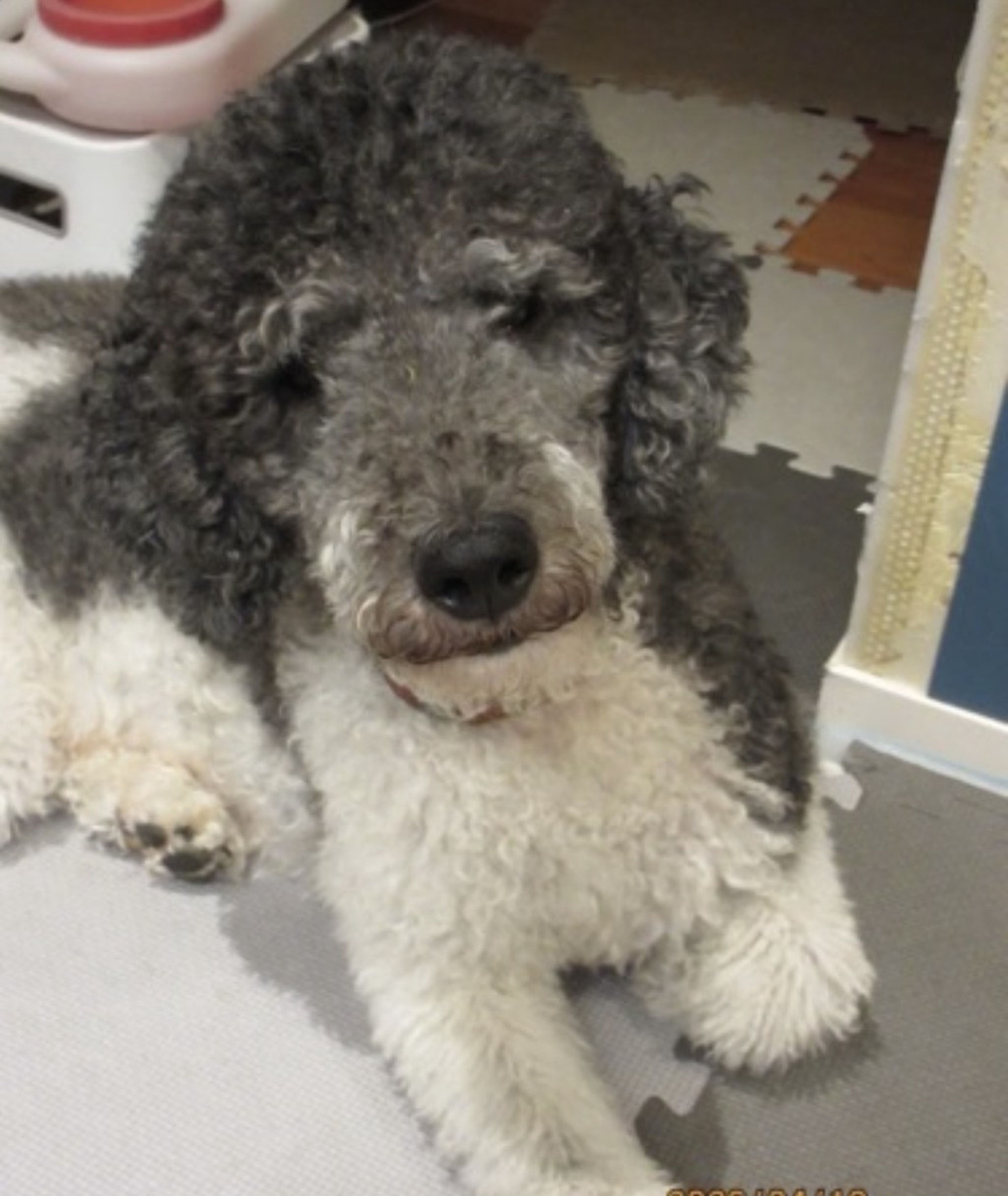 pet-image-2