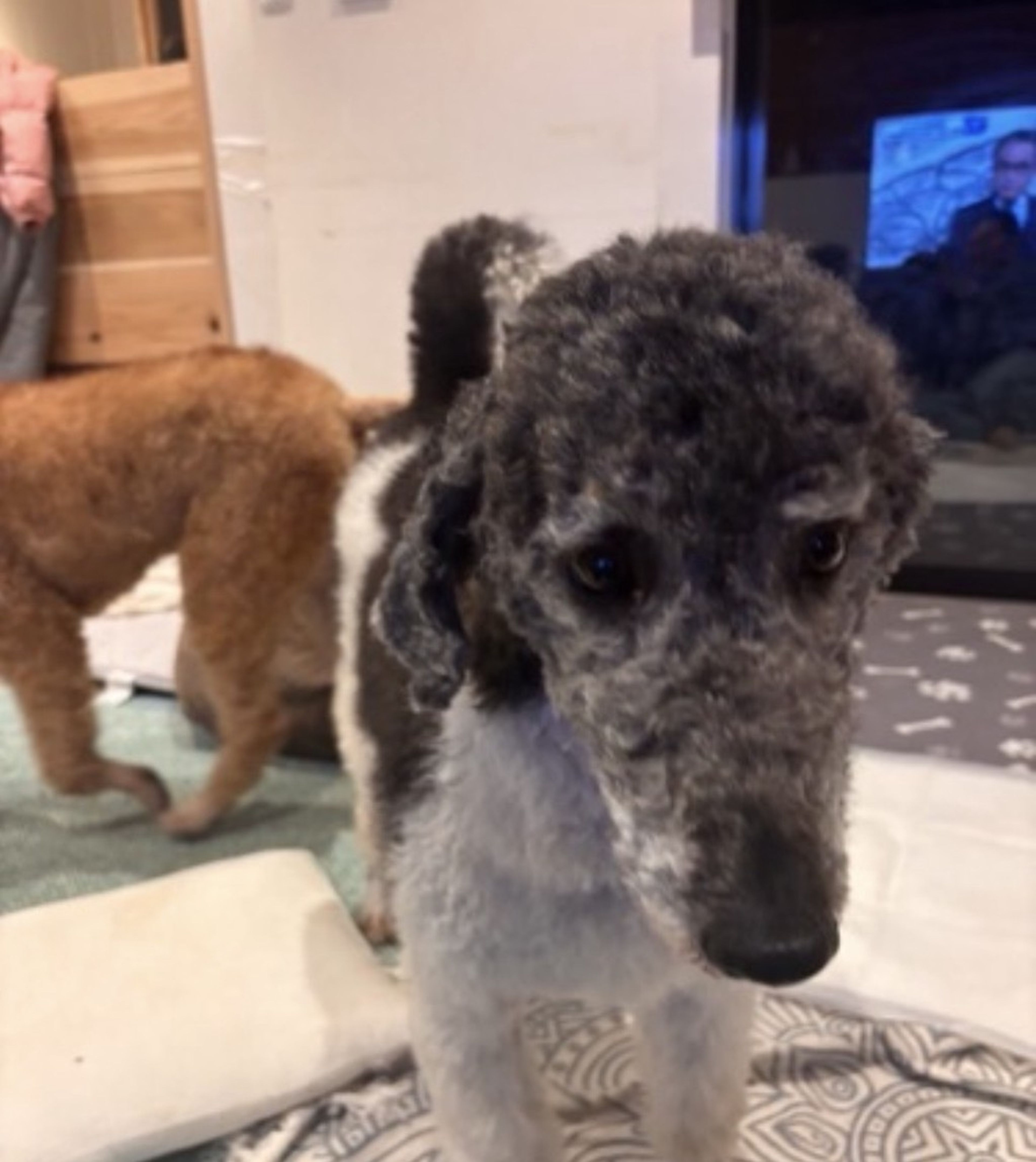pet-image-4