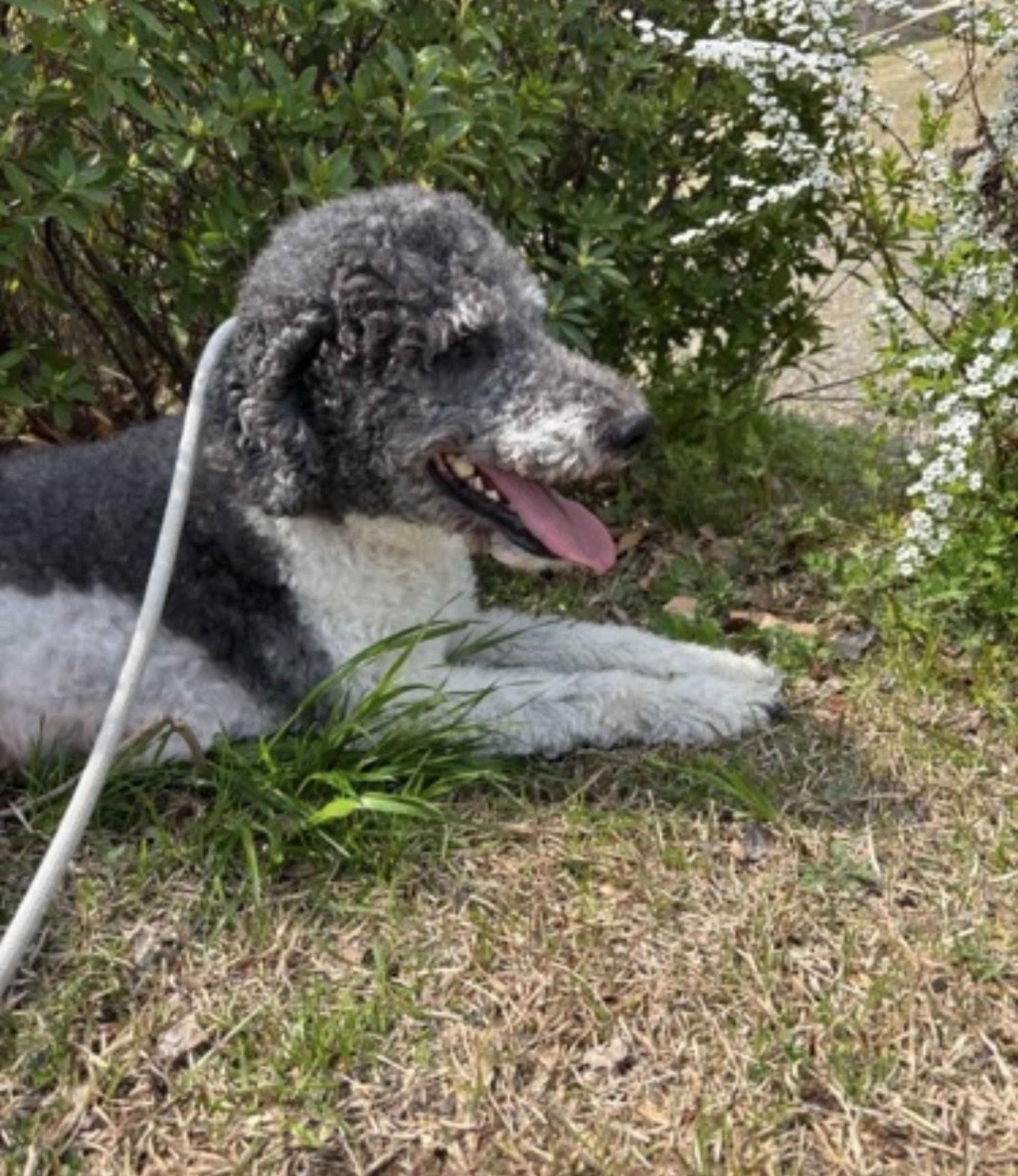 pet-image-5