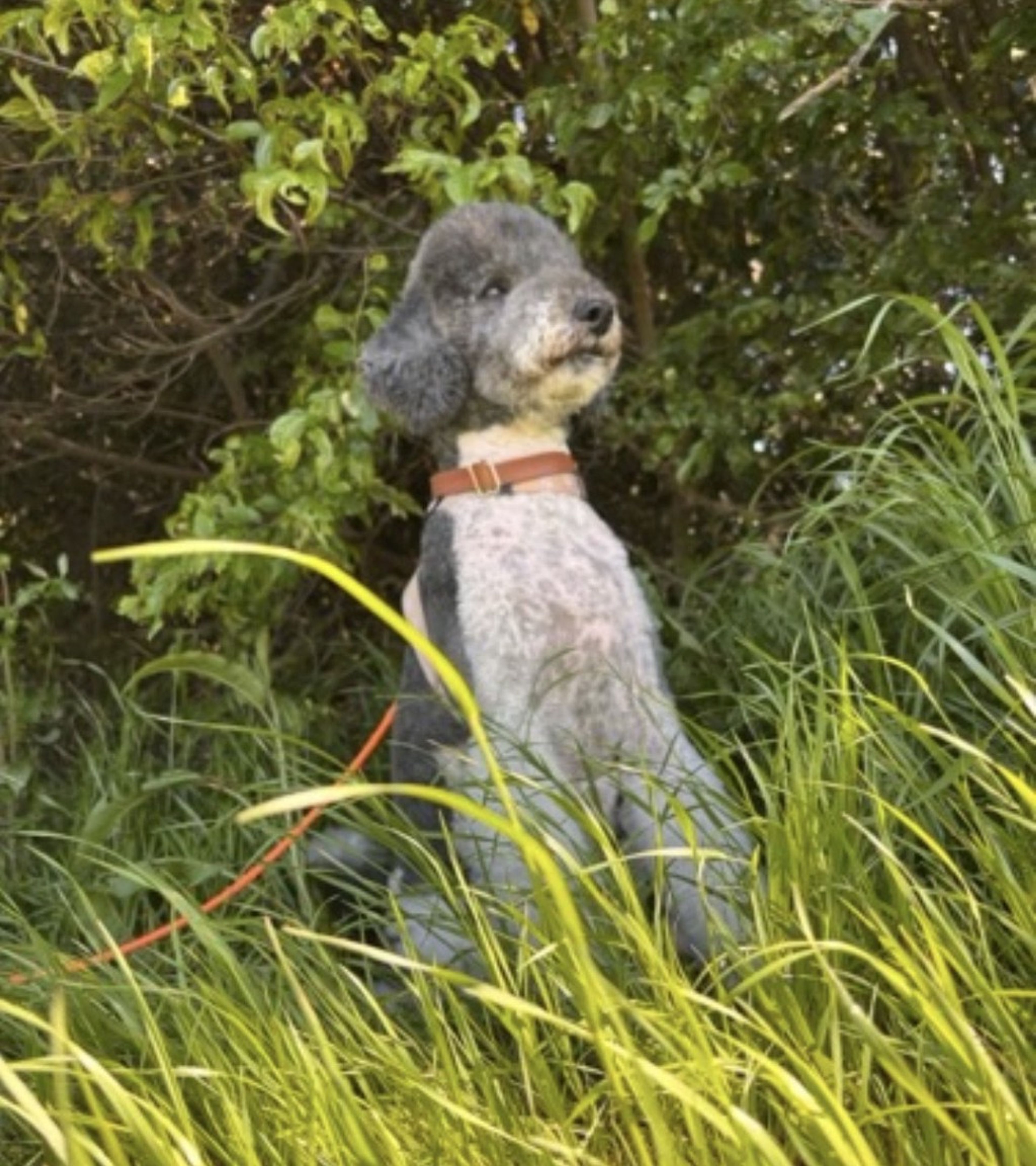pet-image-6