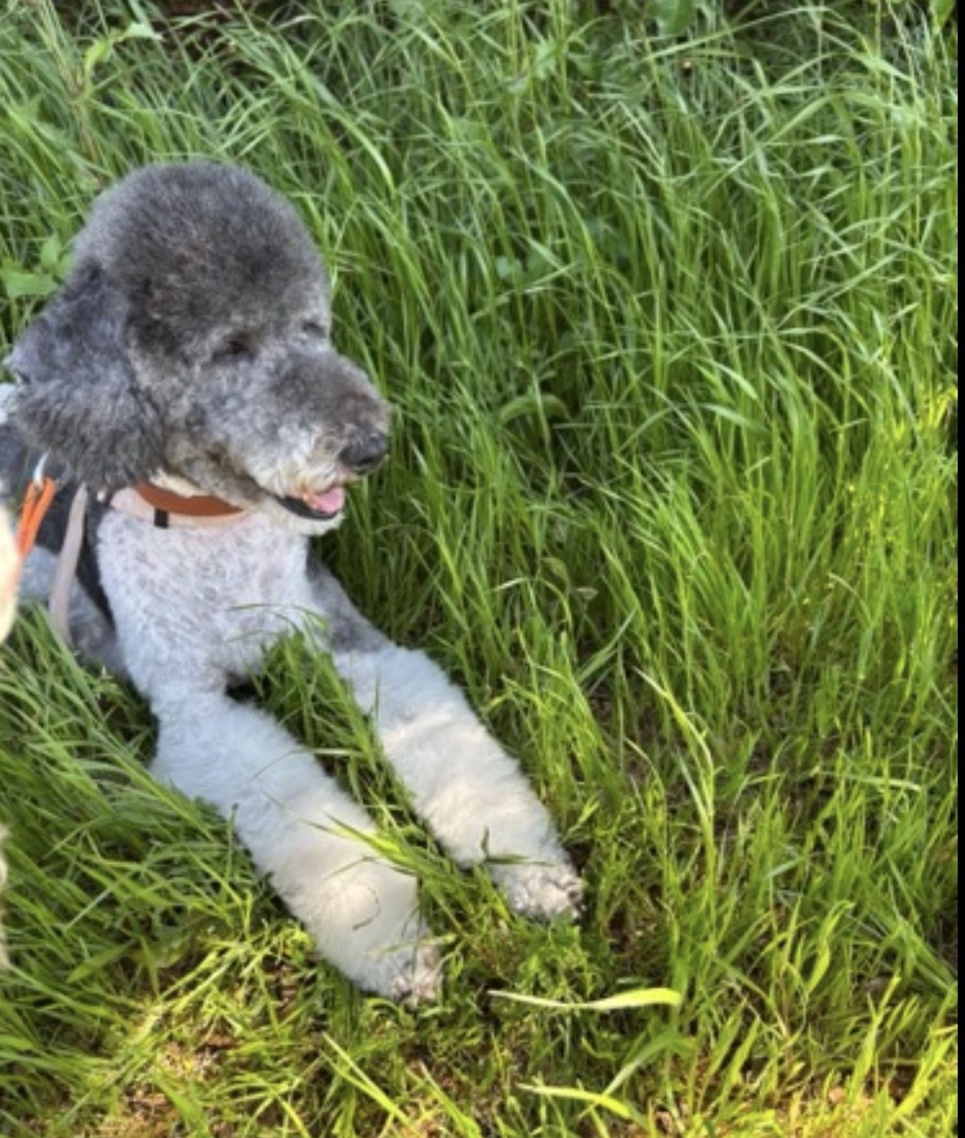 pet-image-7