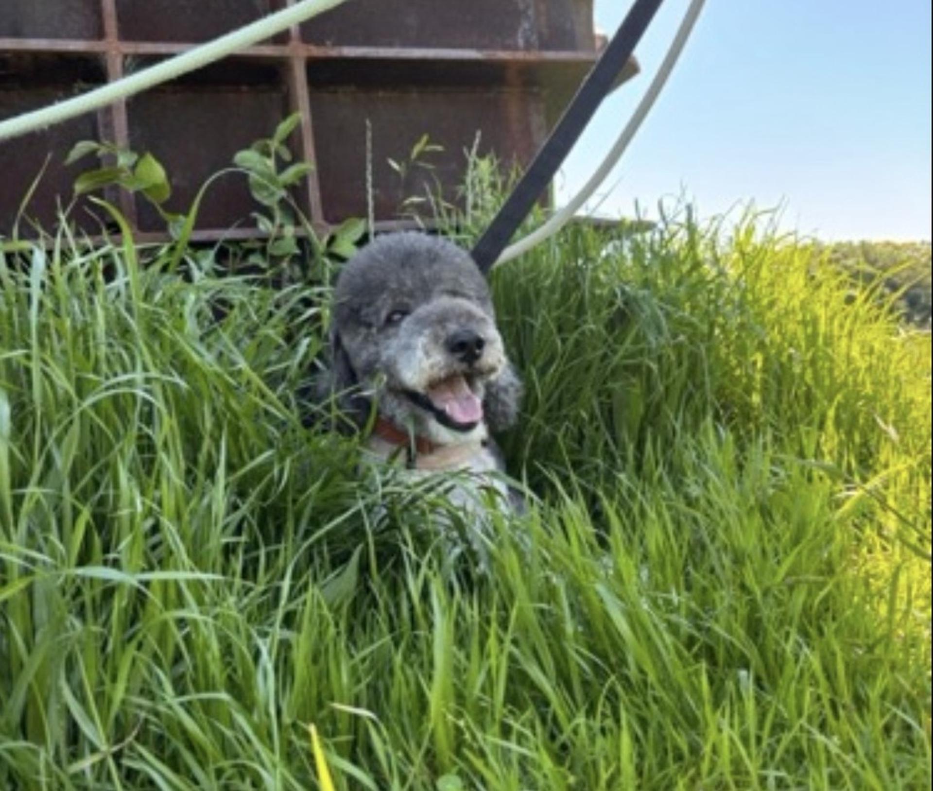 pet-image-8