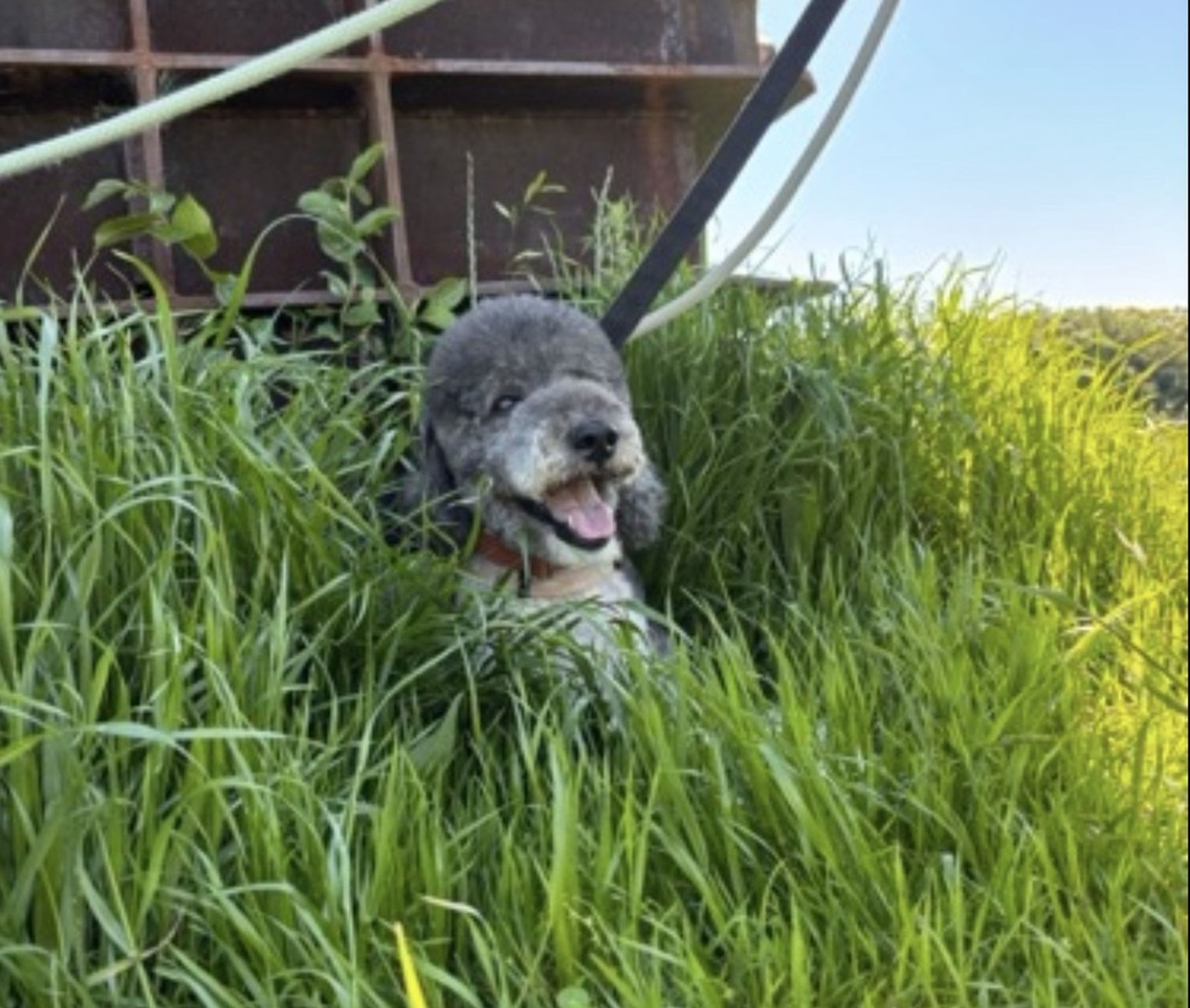pet-image-8