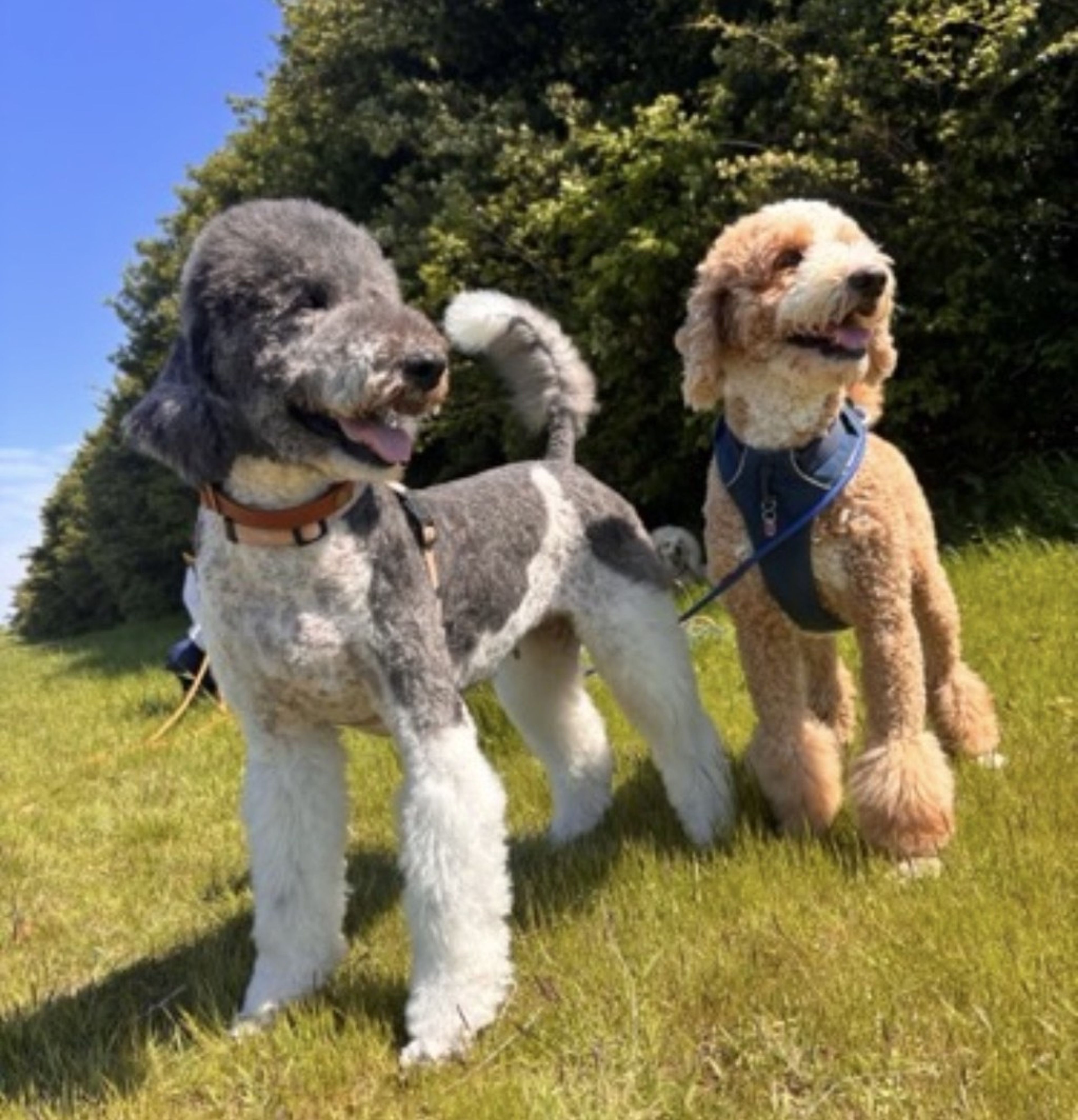 pet-image-9
