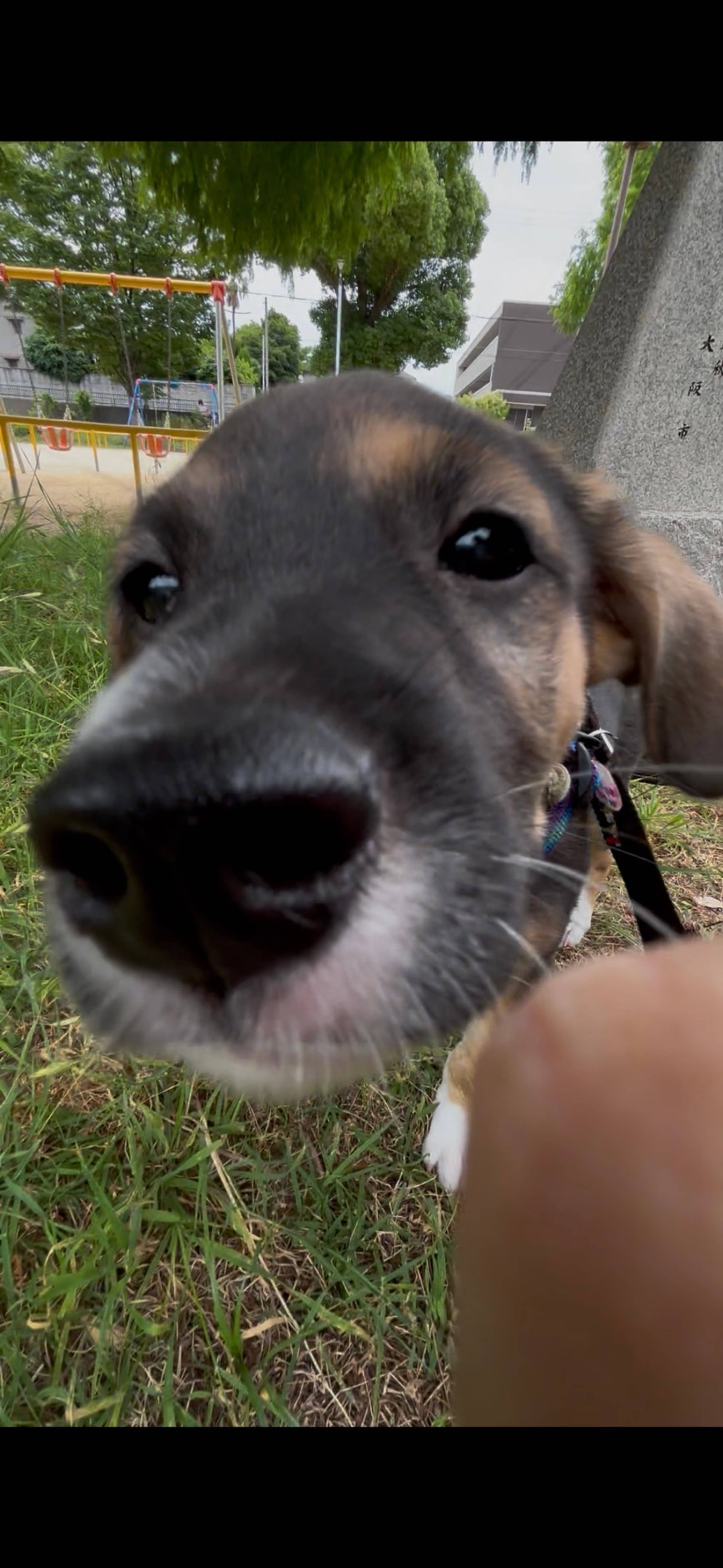 雑種（ミックス犬）・オスの里親募集の写真